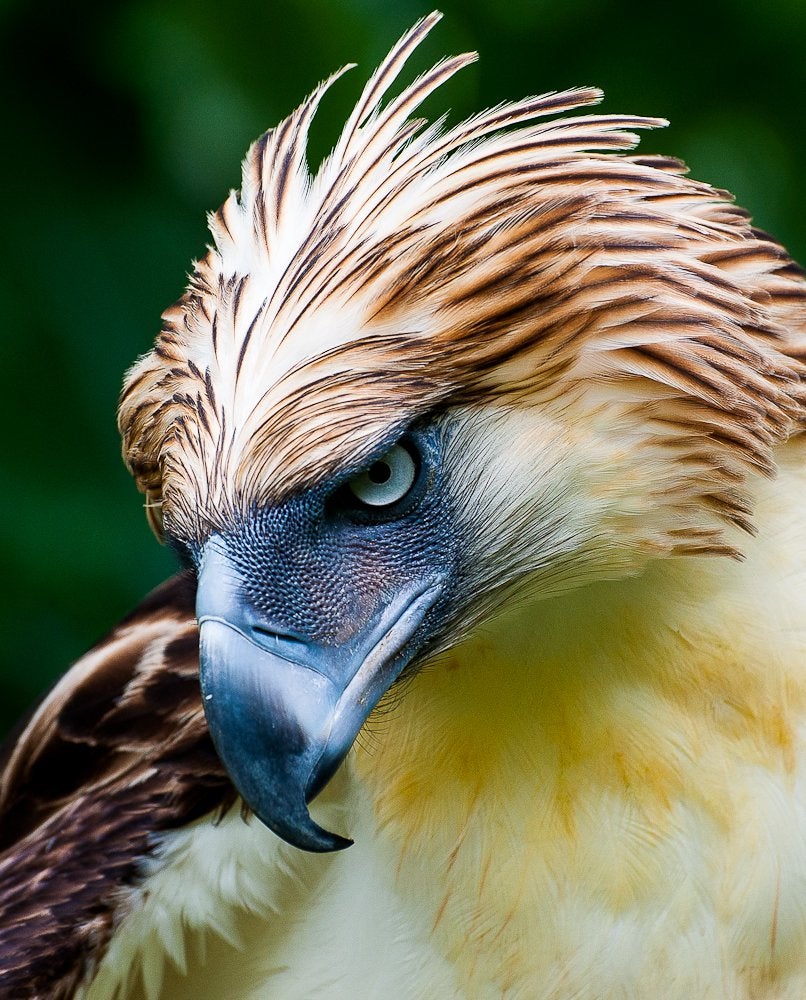 Philippine Eagle Wallpapers