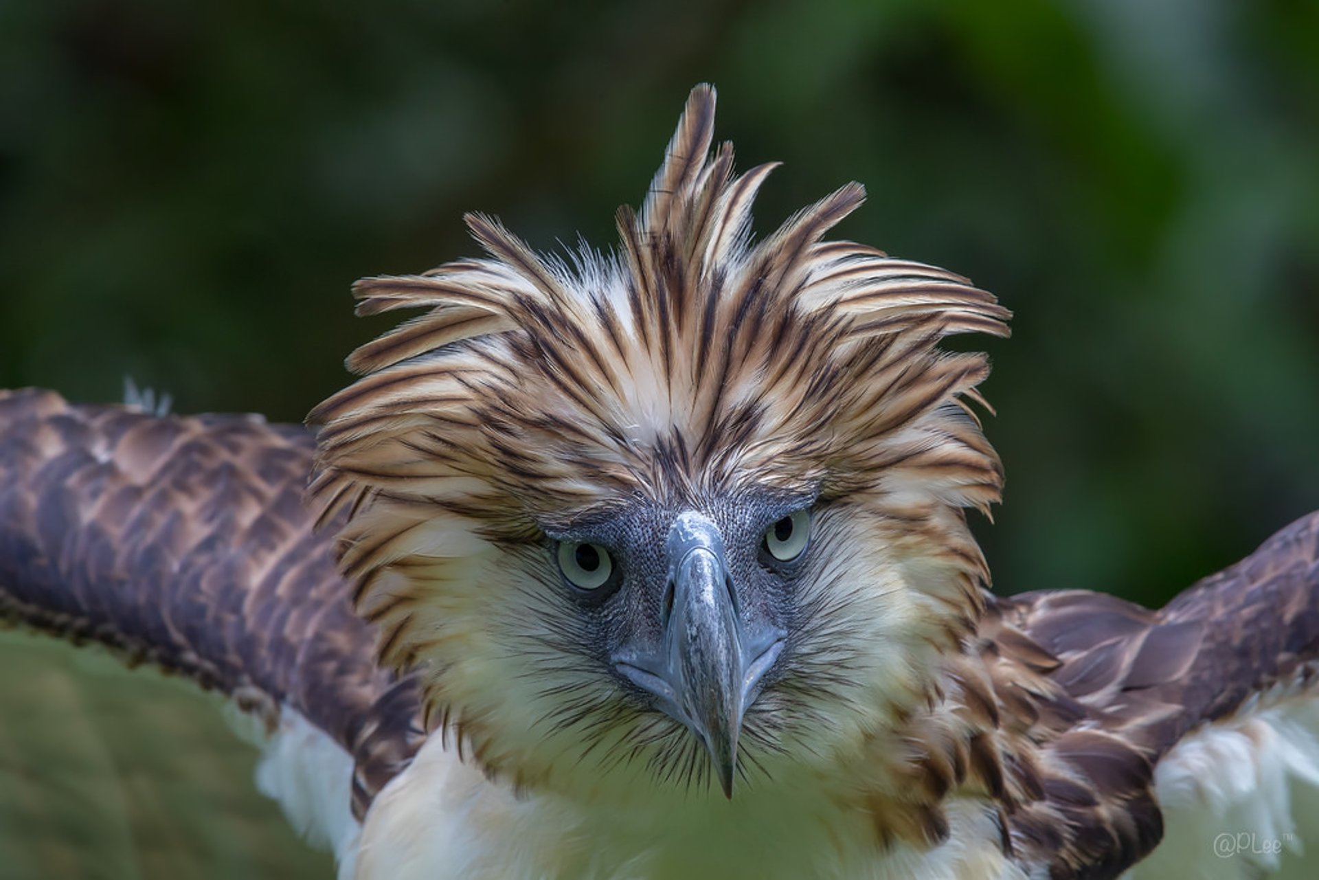 Philippine Eagle Wallpapers