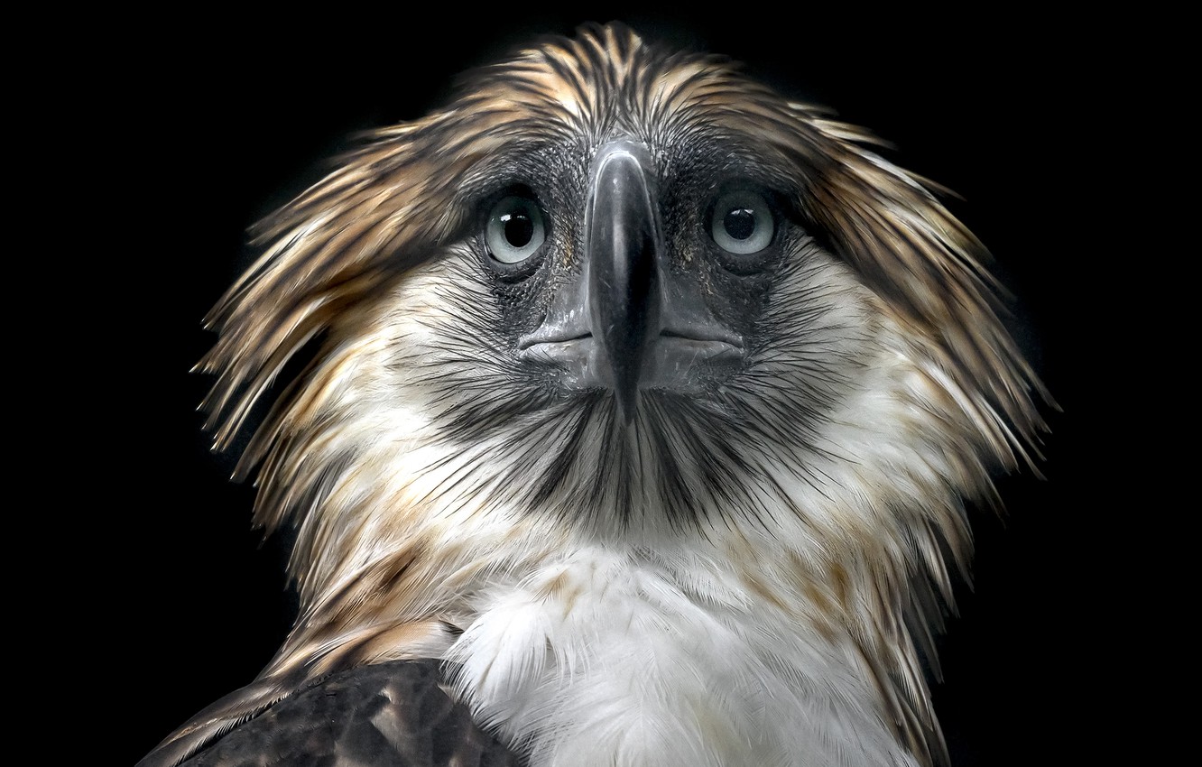 Philippine Eagle Wallpapers