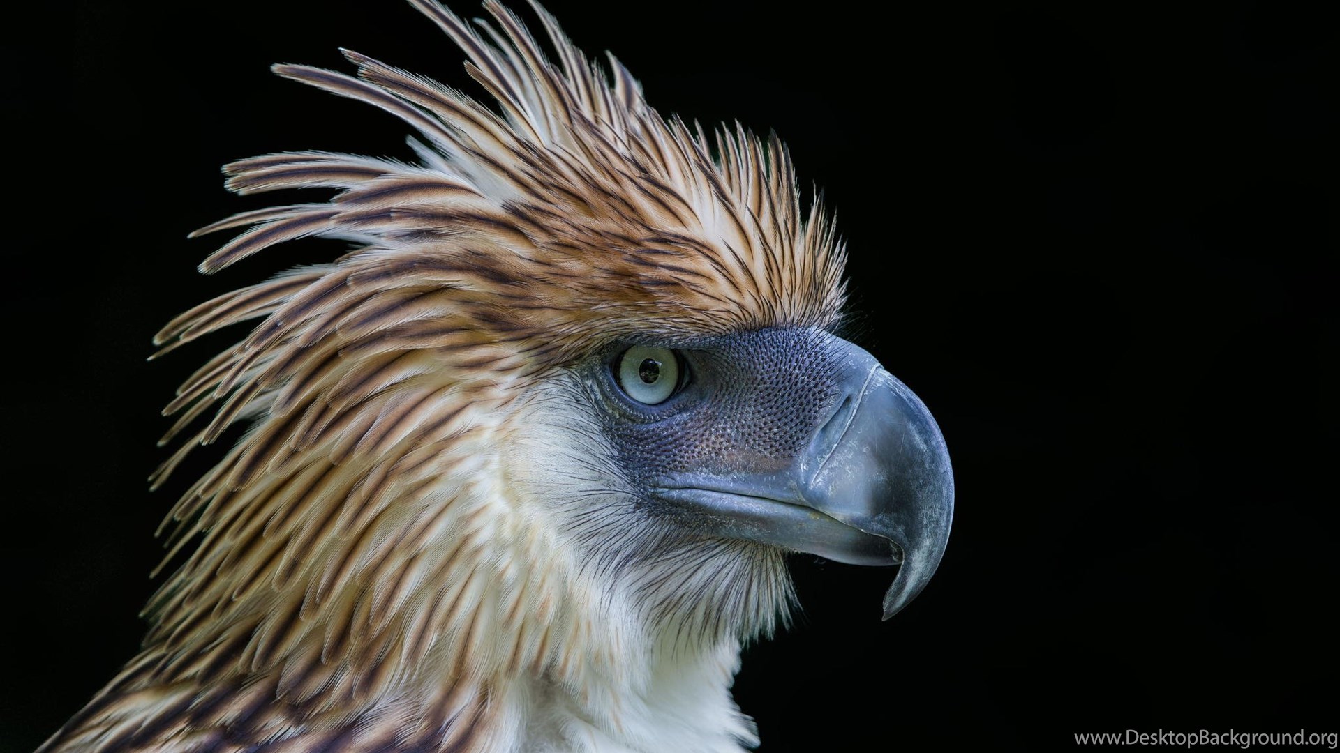 Philippine Eagle Wallpapers