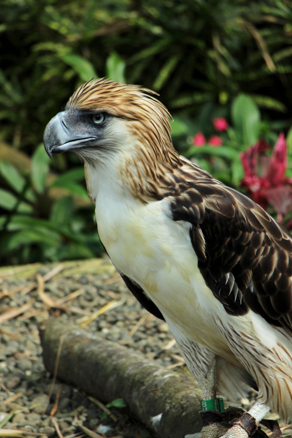 Philippine Eagle Wallpapers