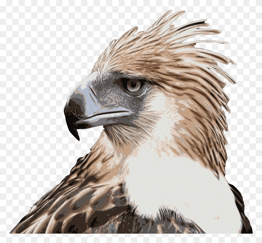 Philippine Eagle Wallpapers