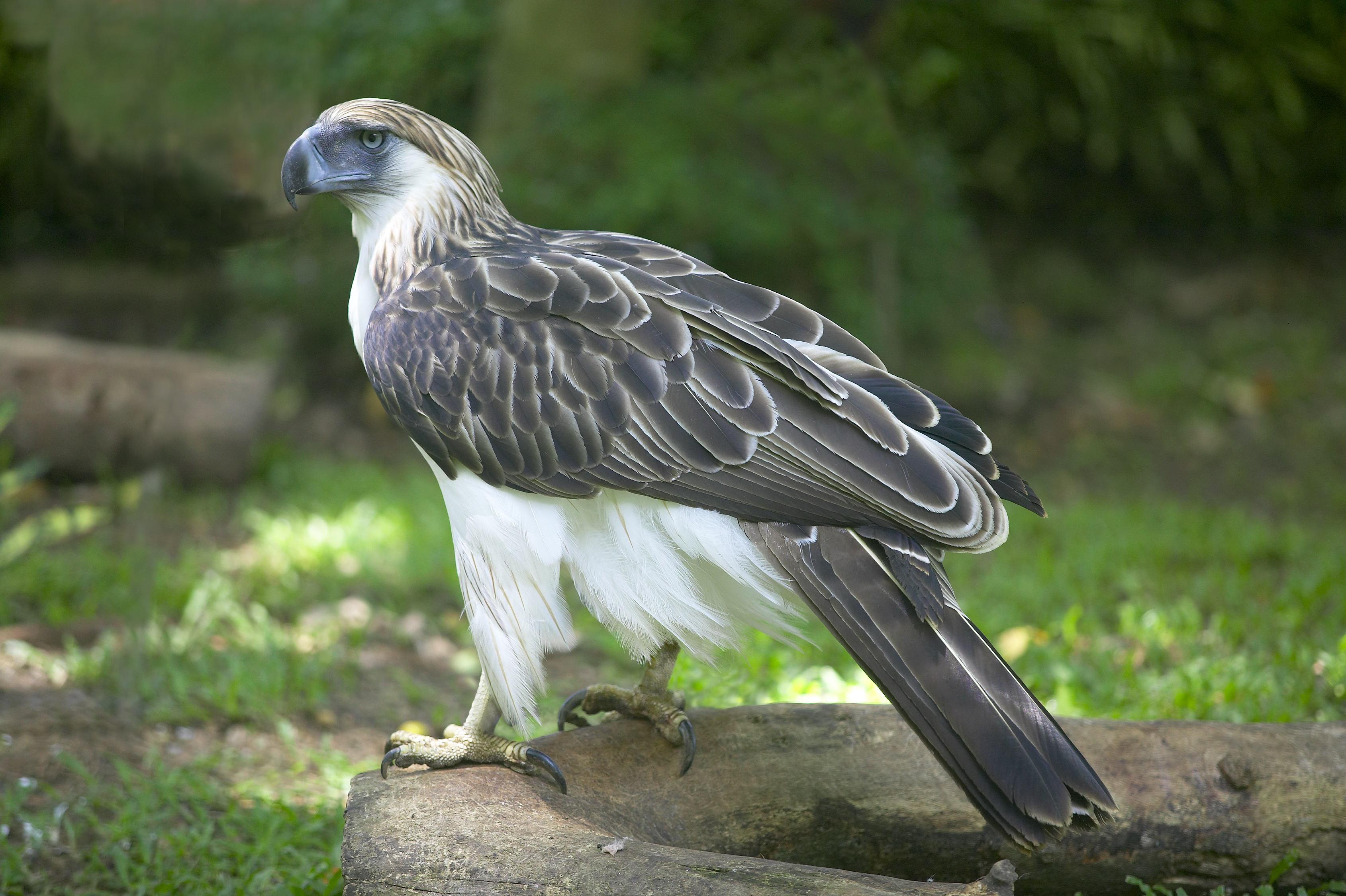 Philippine Eagle Wallpapers