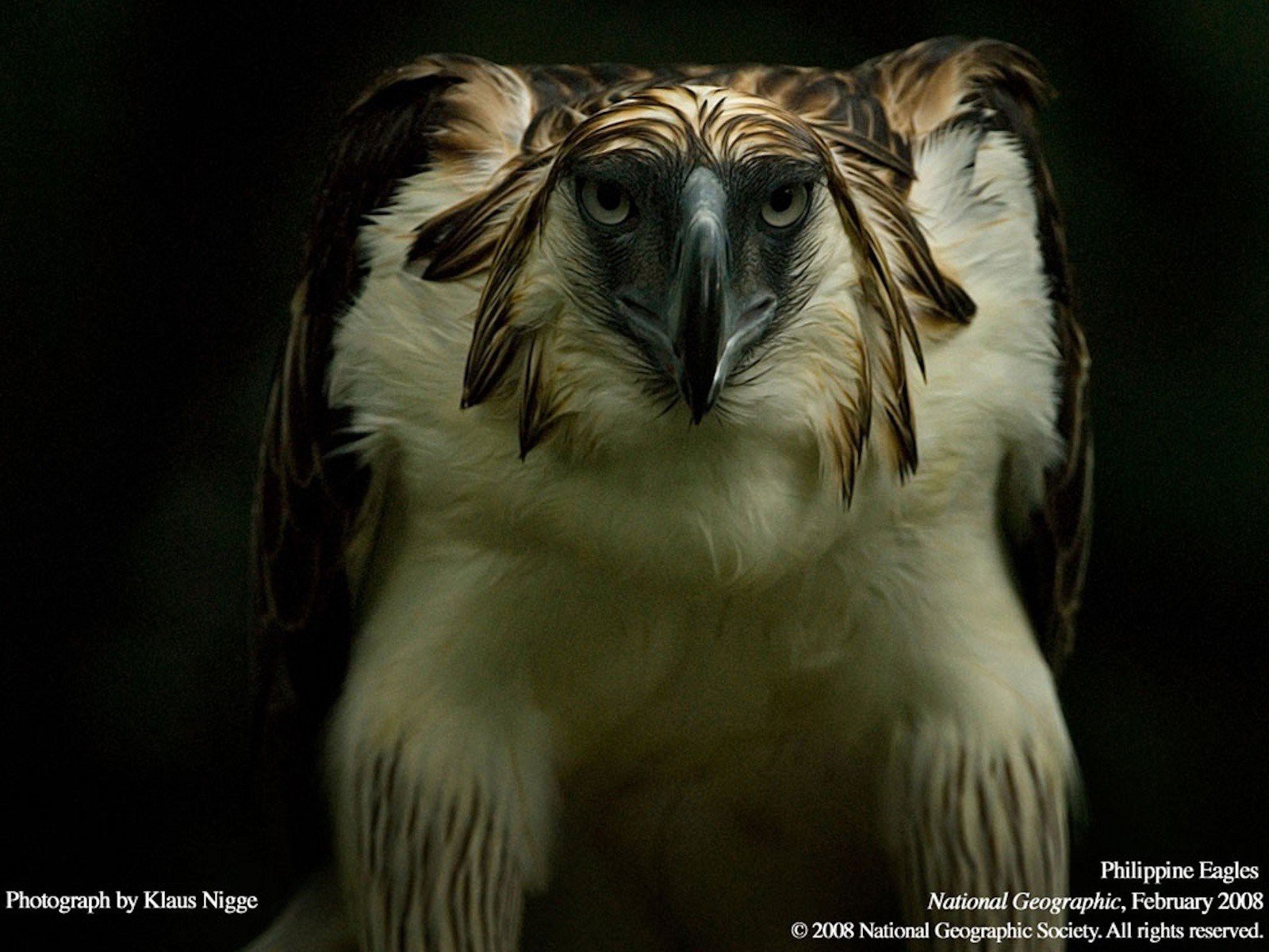 Philippine Eagle Wallpapers