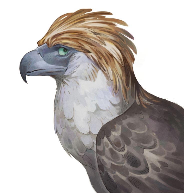 Philippine Eagle Wallpapers