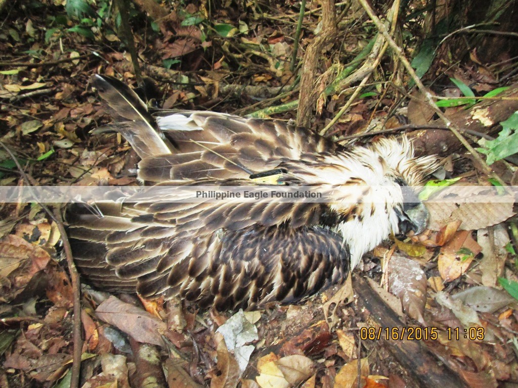 Philippine Eagle Wallpapers