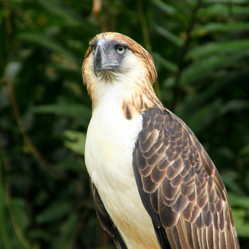 Philippine Eagle Wallpapers