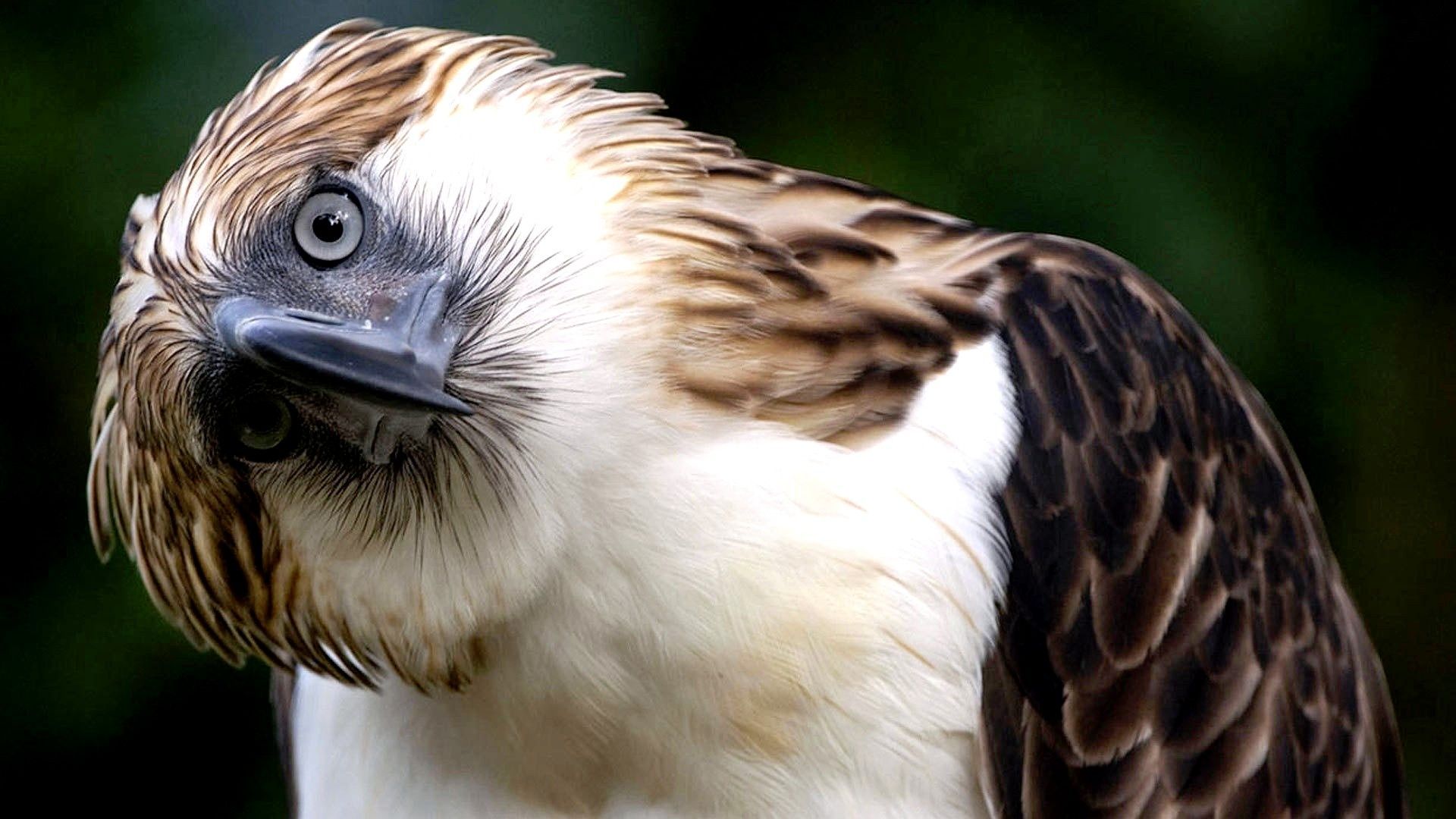 Philippine Eagle Wallpapers