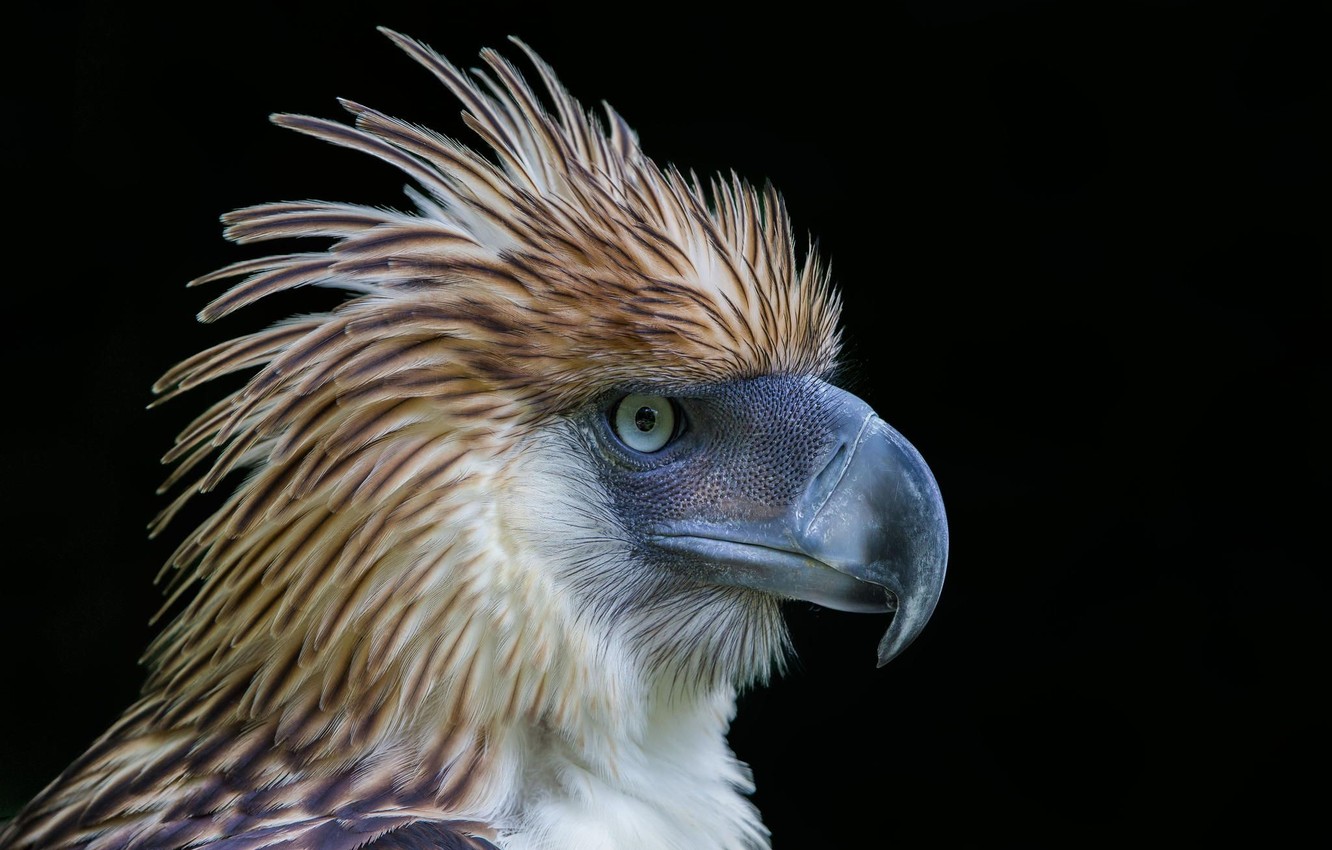 Philippine Eagle Wallpapers