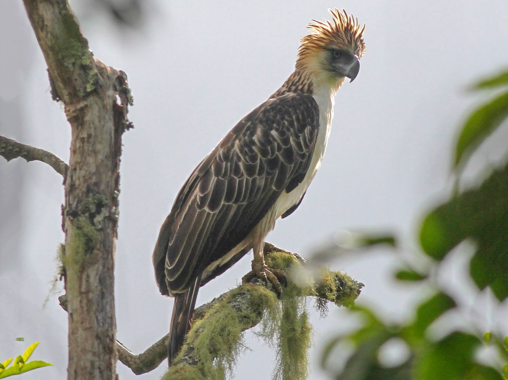 Philippine Eagle Wallpapers