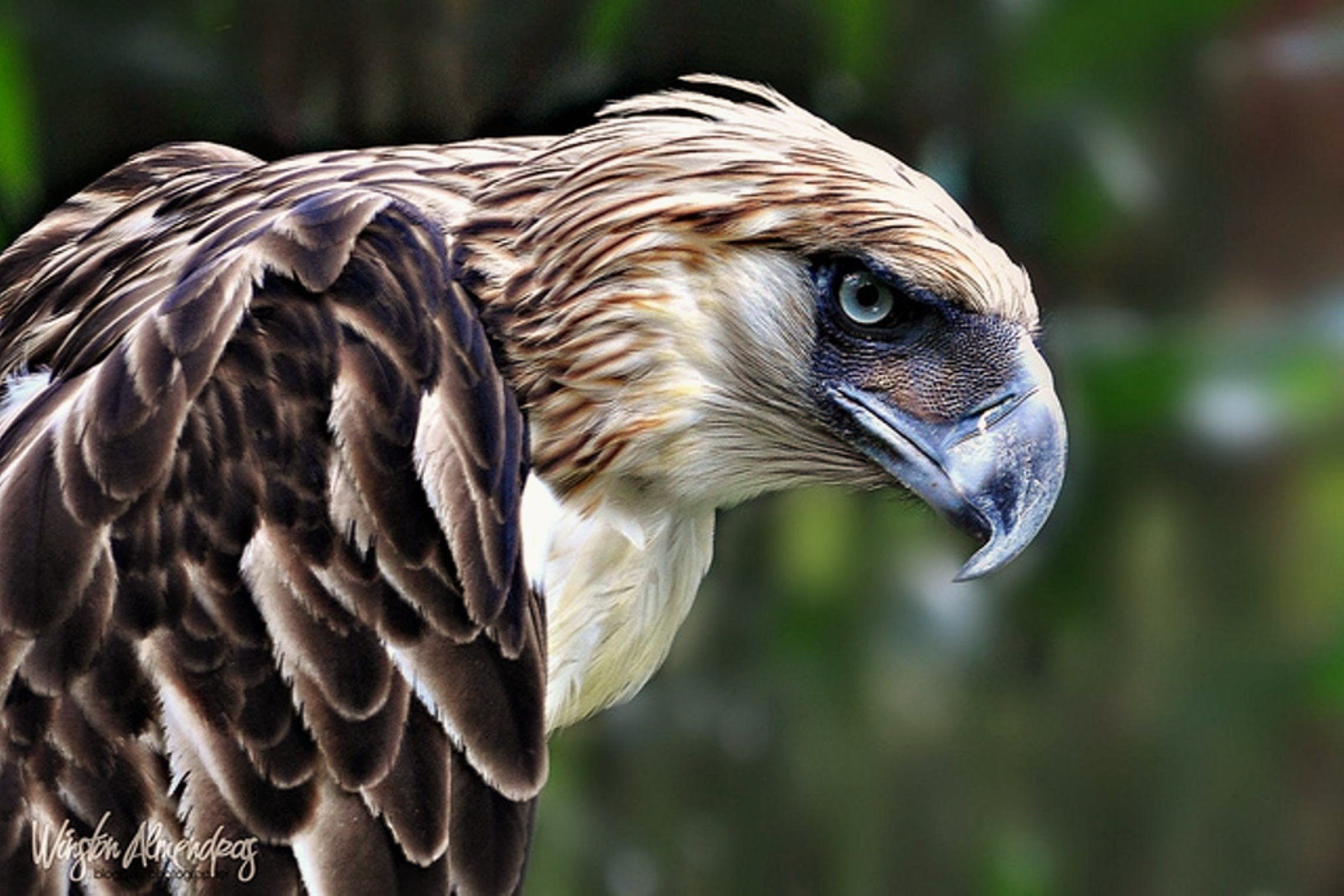 Philippine Eagle Wallpapers