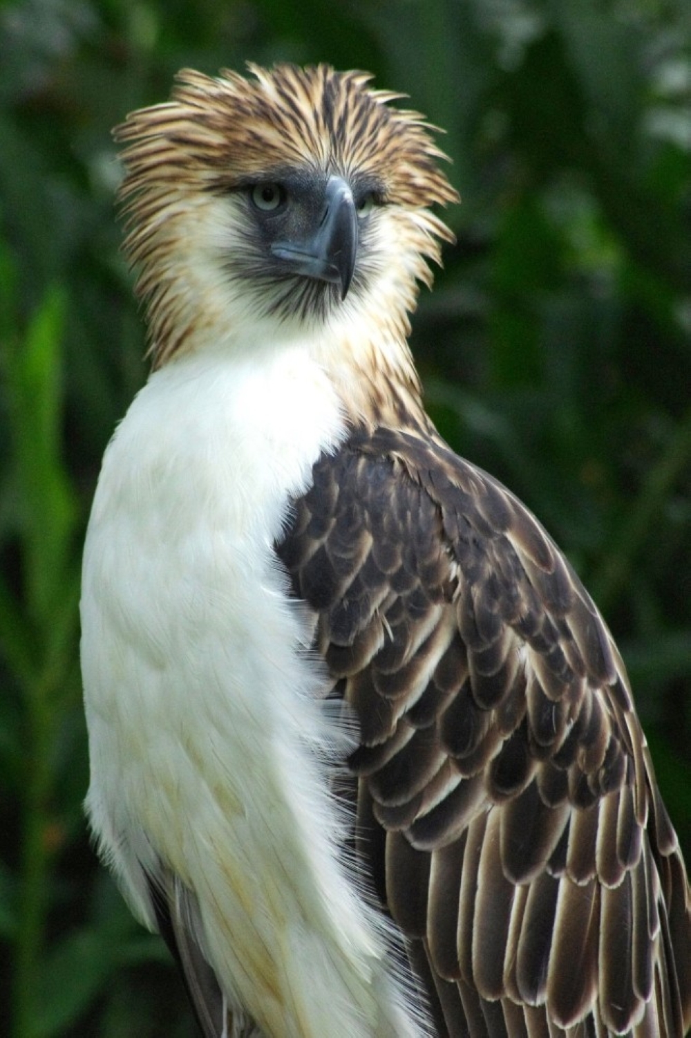 Philippine Eagle Wallpapers