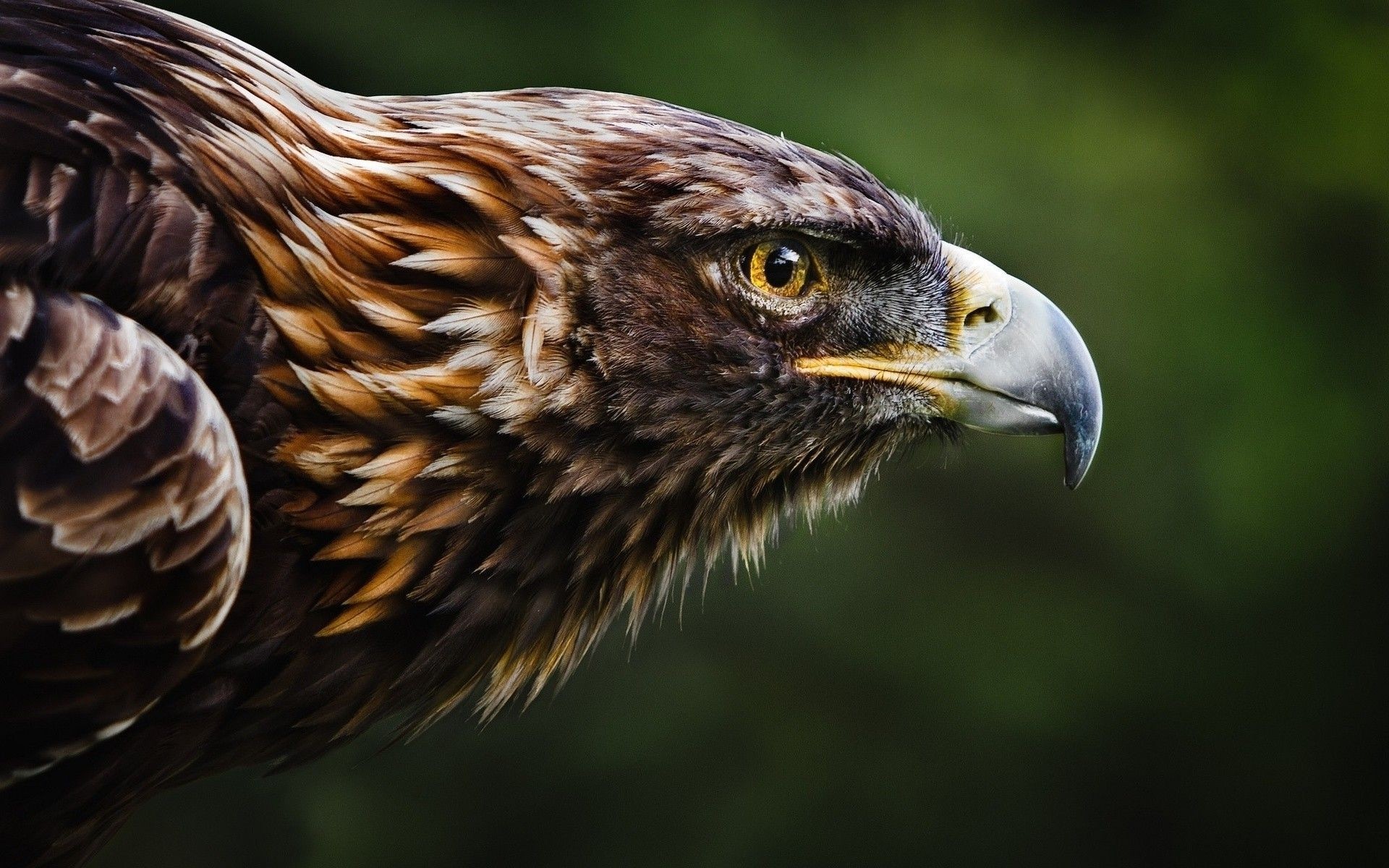 Philippine Eagle Wallpapers