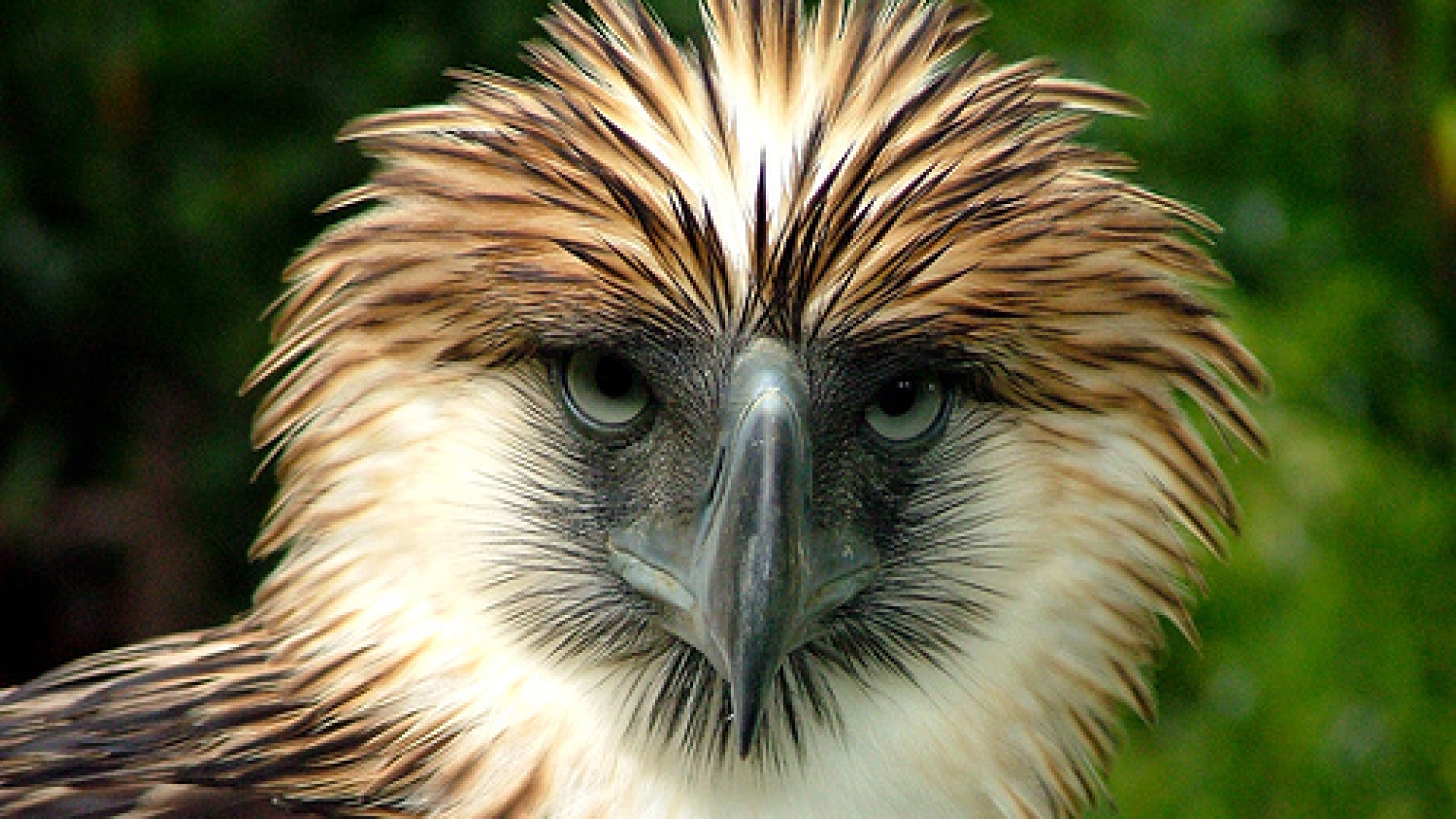 Philippine Eagle Wallpapers