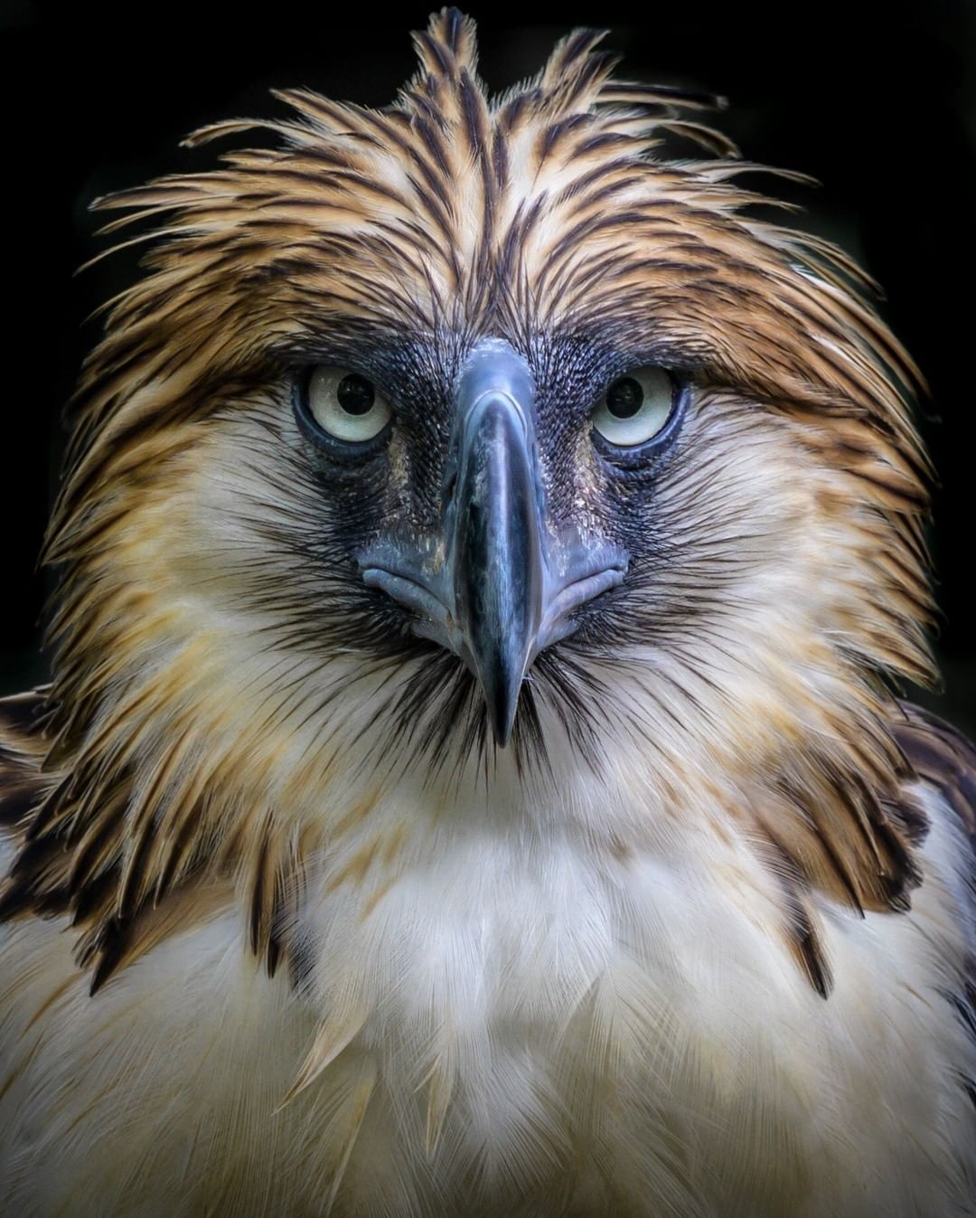 Philippine Eagle Wallpapers