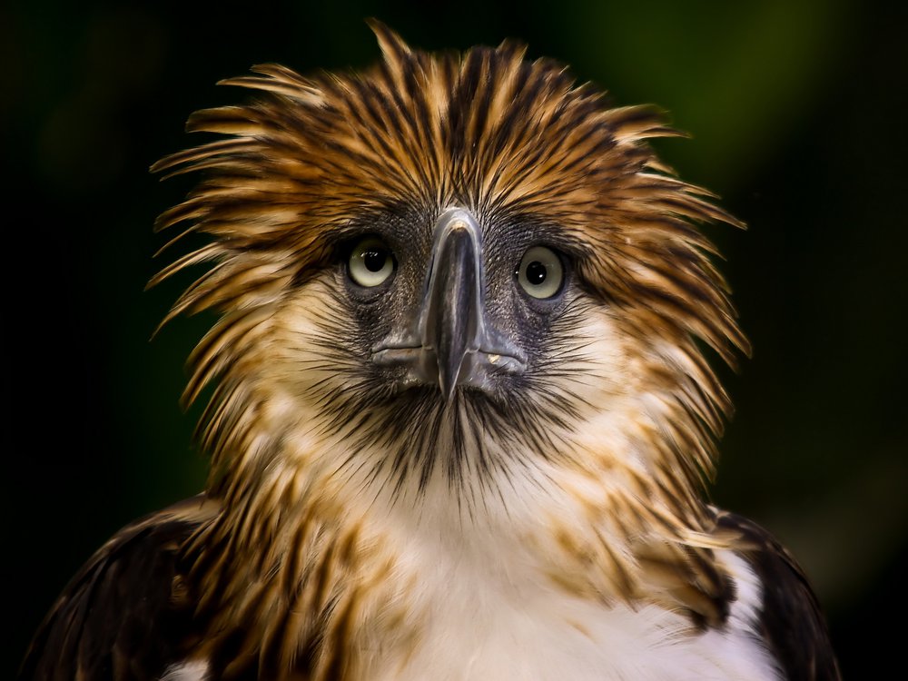 Philippine Eagle Wallpapers