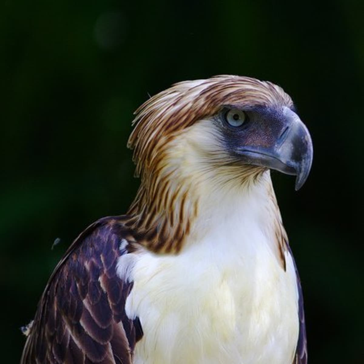 Philippine Eagle Wallpapers - Most Popular Philippine Eagle Wallpapers ...