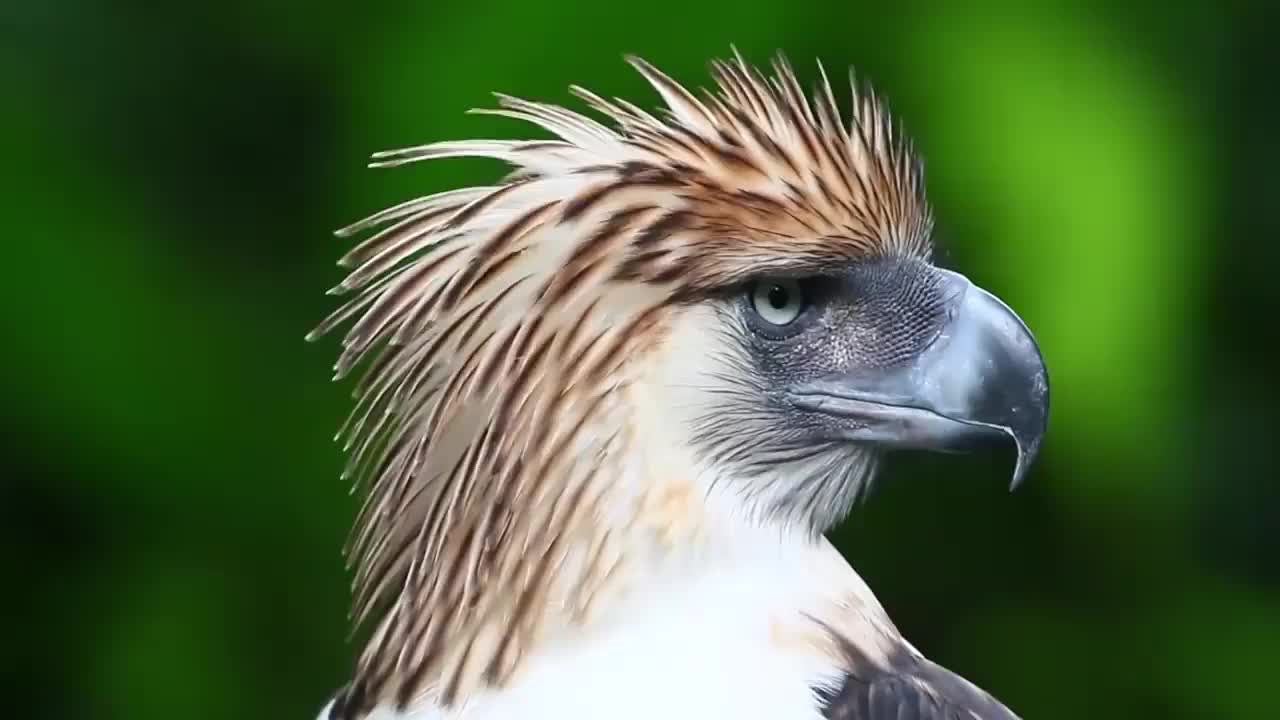 Philippine Eagle Wallpapers