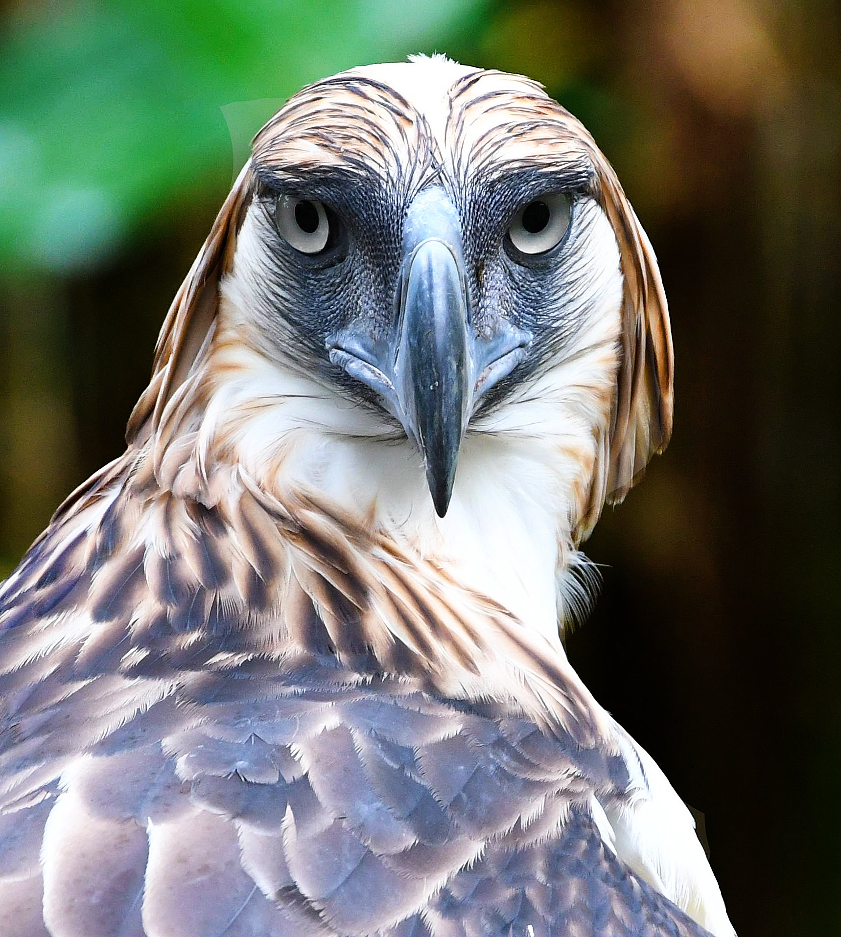 Philippine Eagle Wallpapers