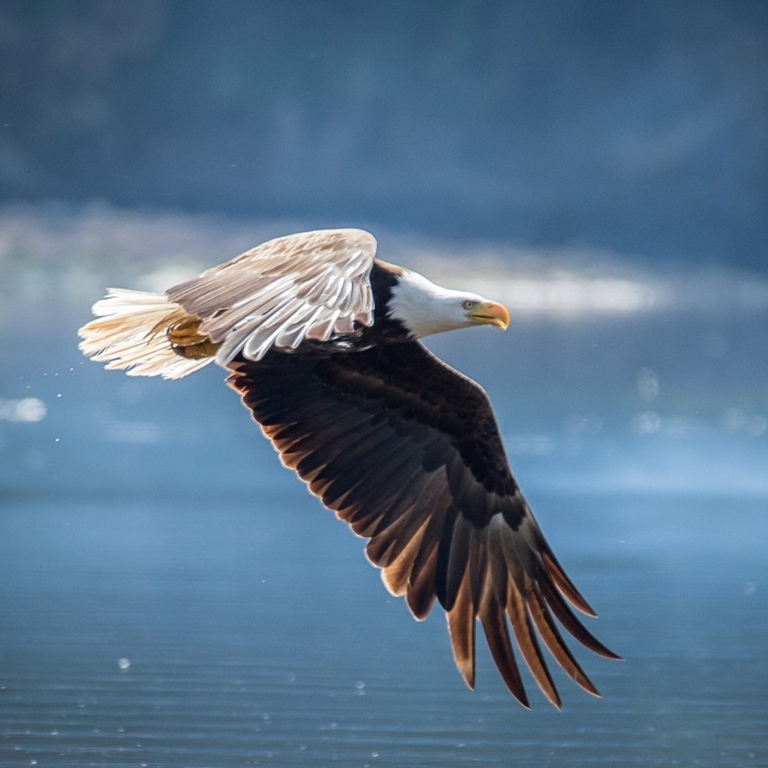 Philippine Eagle Wallpapers