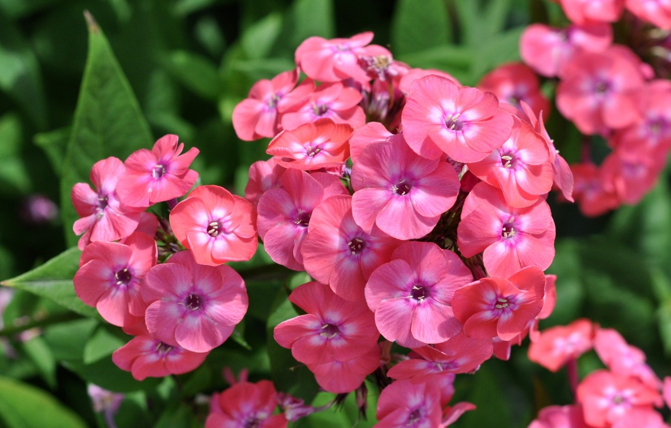 Phlox Wallpapers