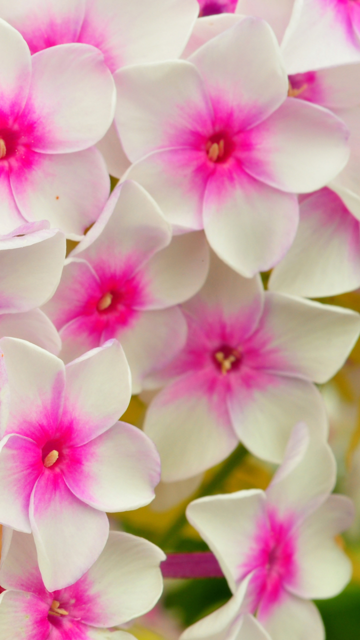 Phlox Wallpapers