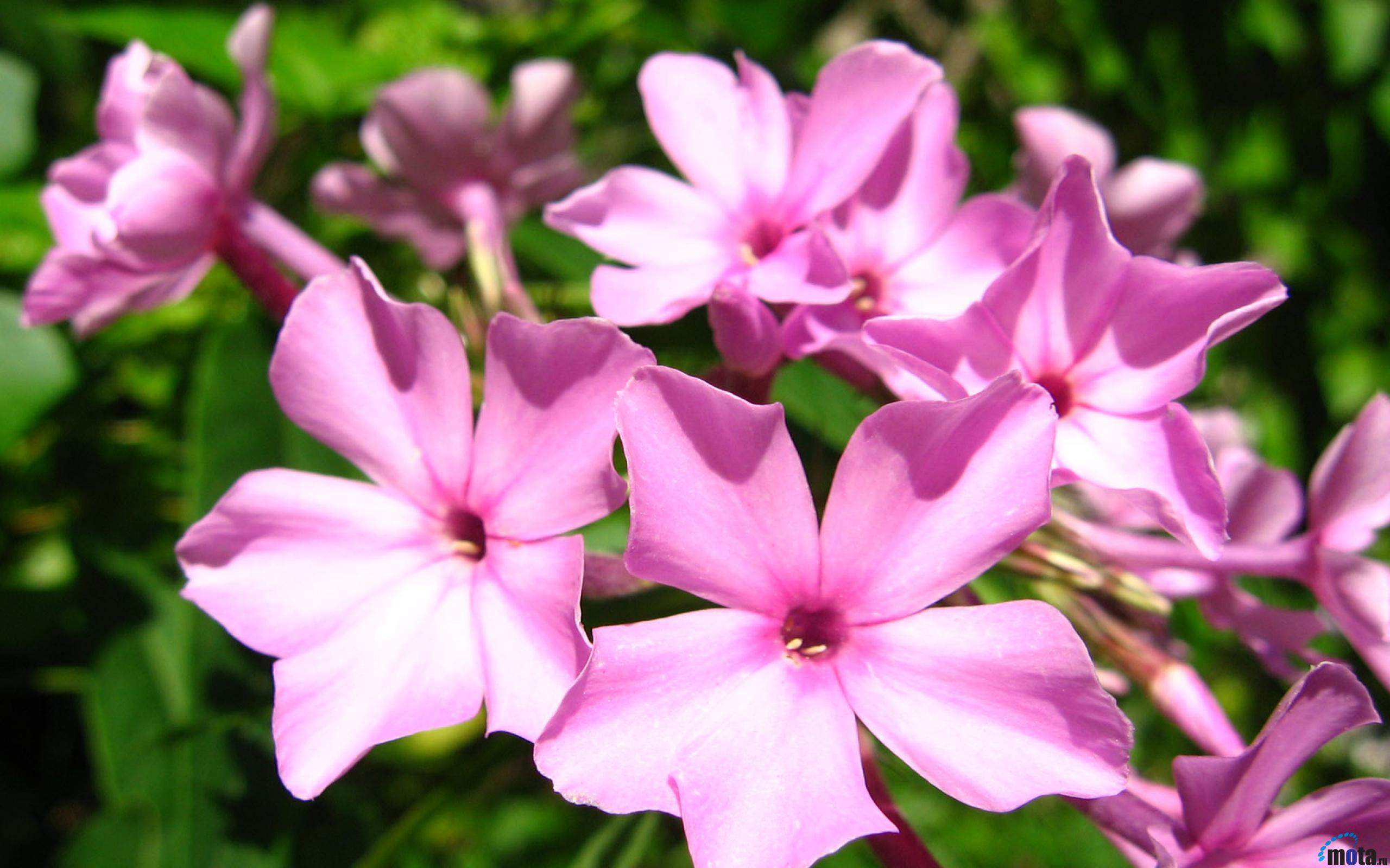 Phlox Wallpapers