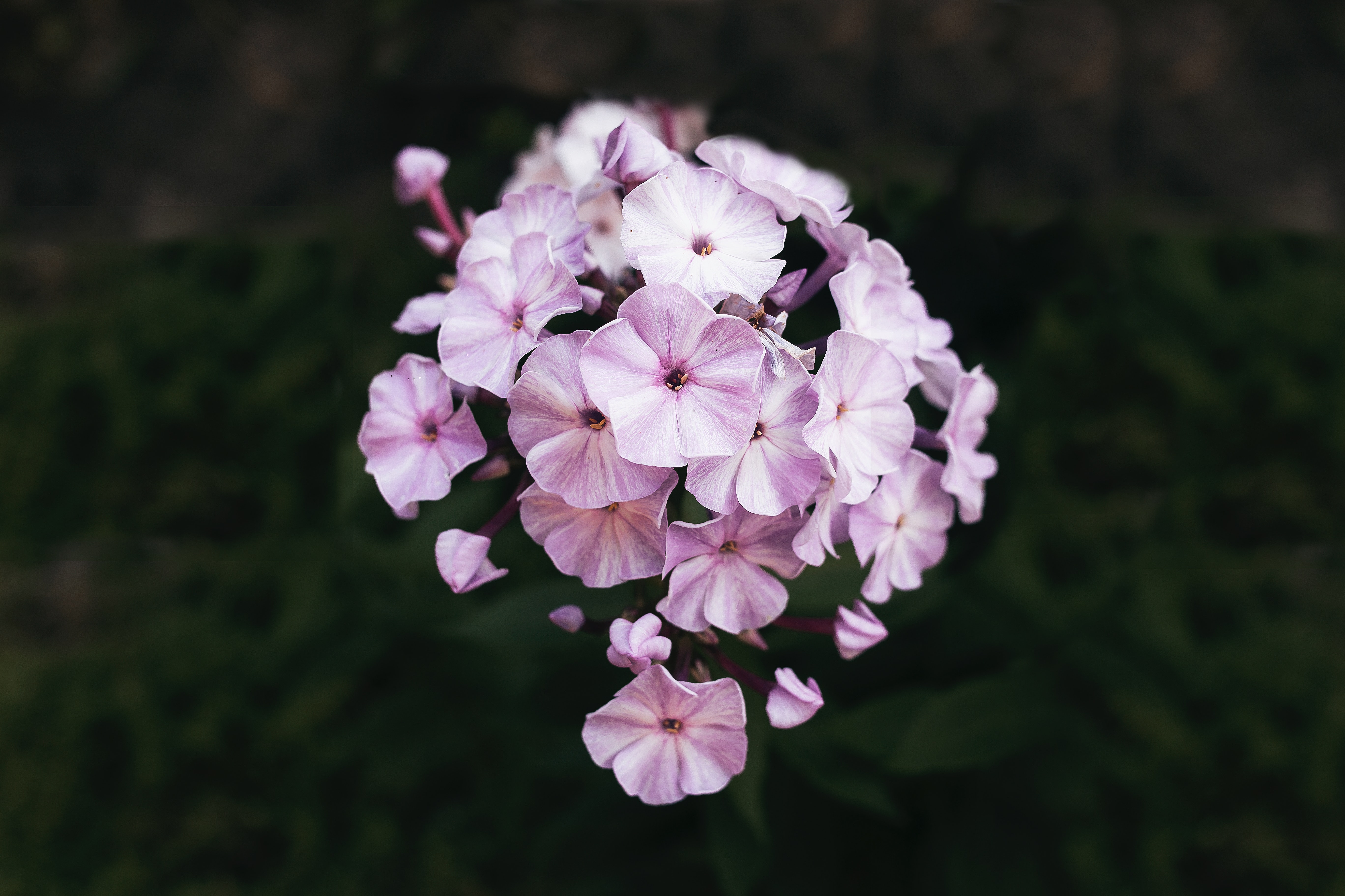 Phlox Wallpapers