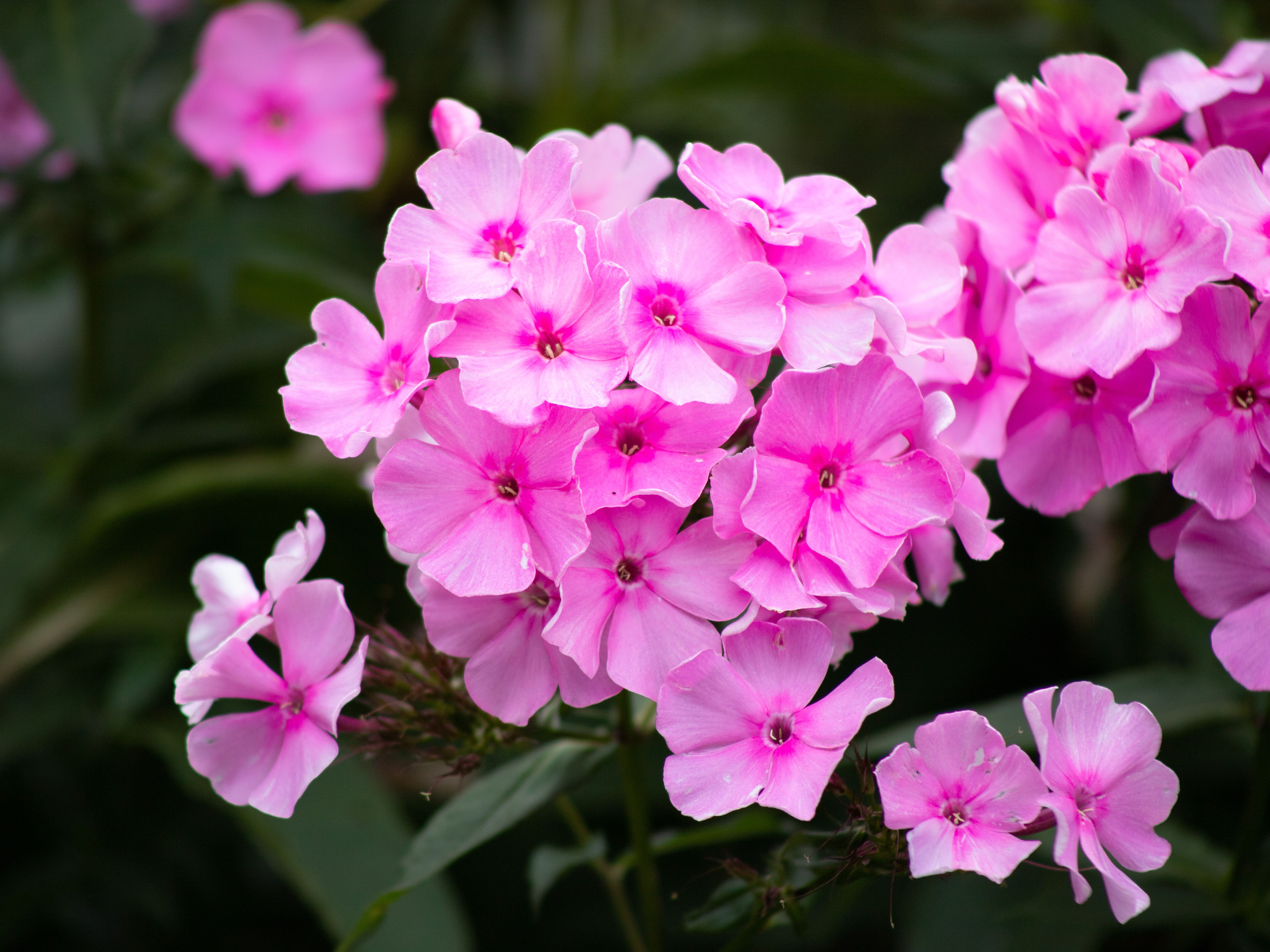 Phlox Wallpapers