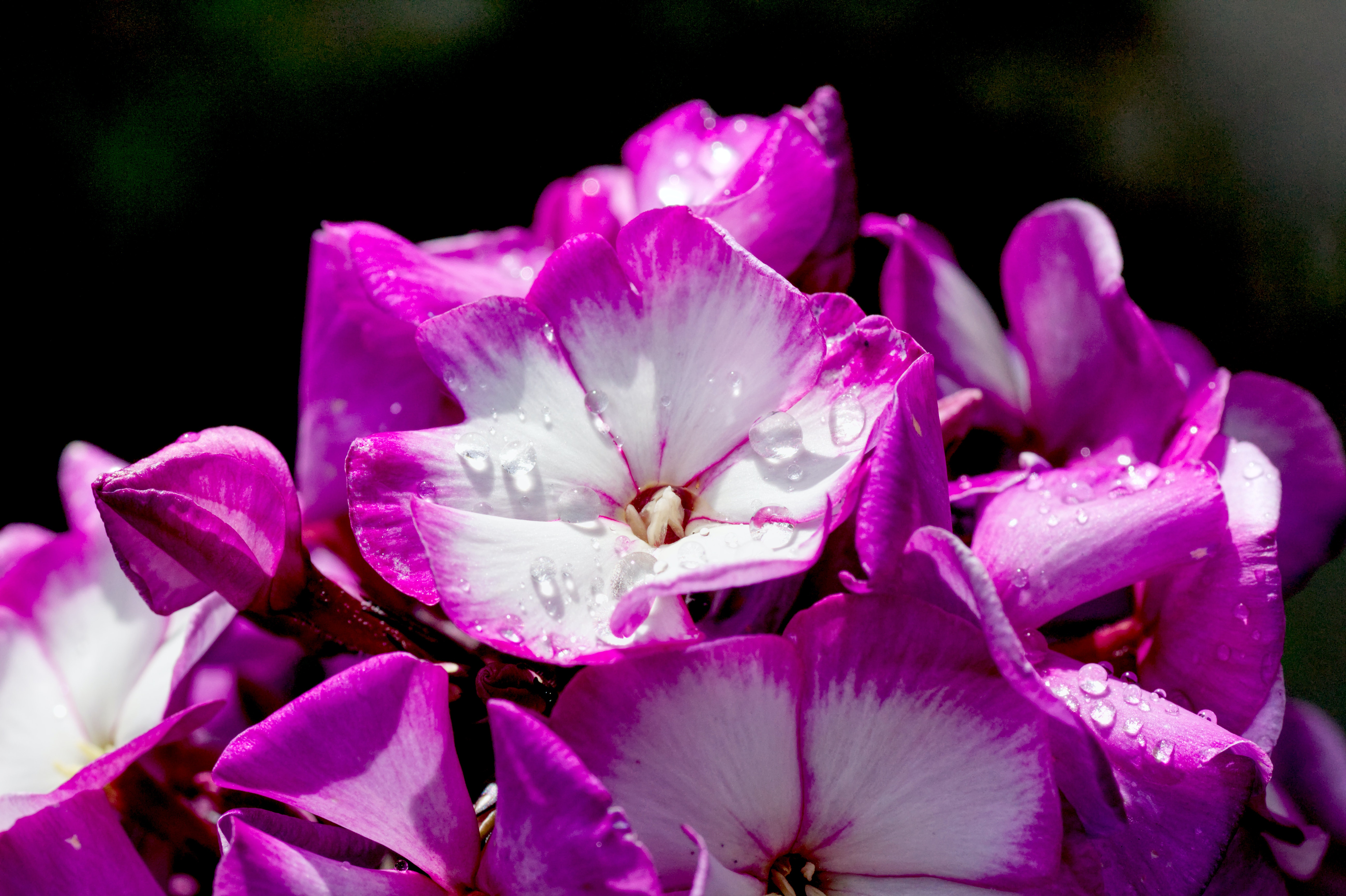 Phlox Wallpapers