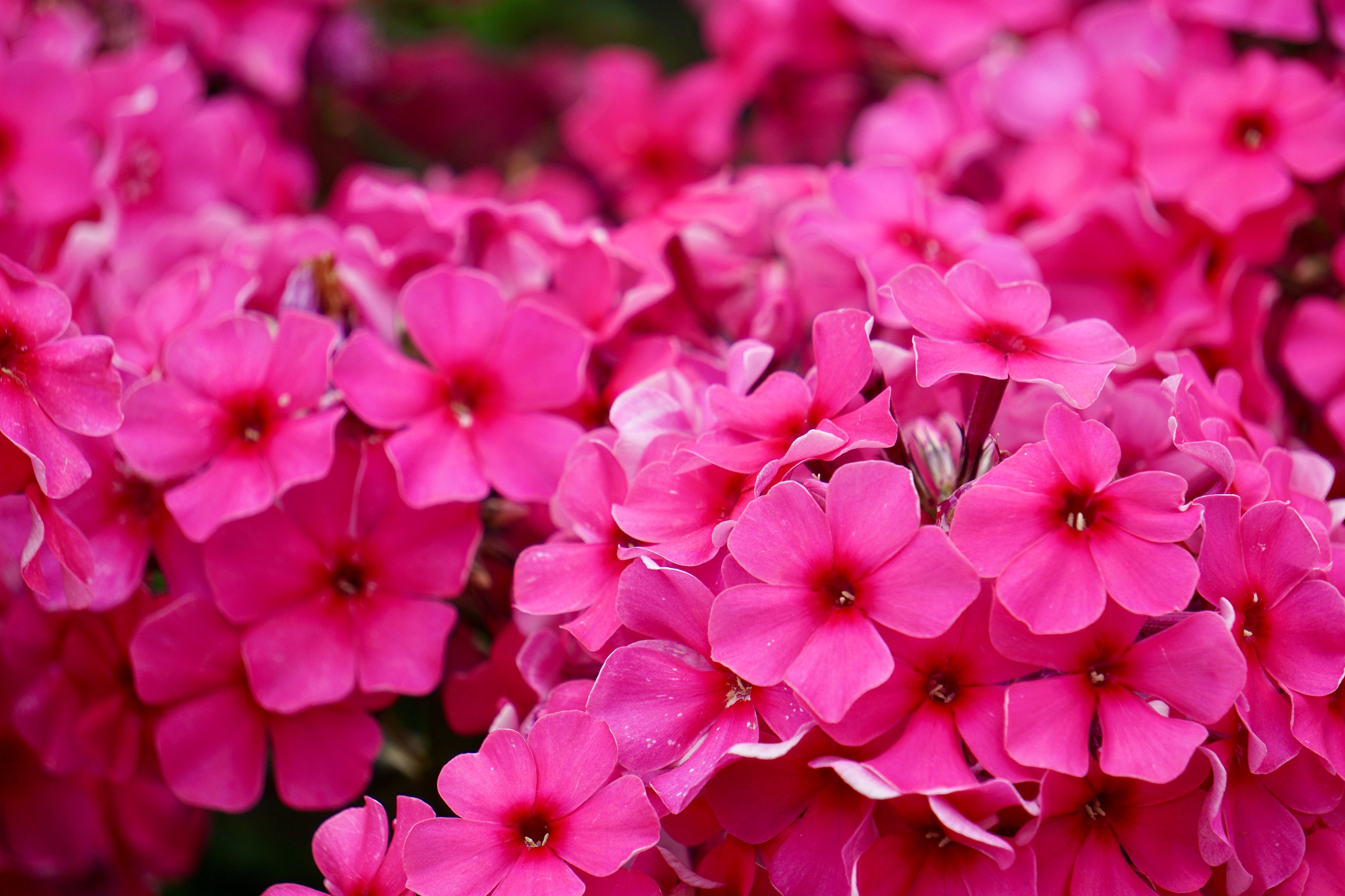 Phlox Wallpapers