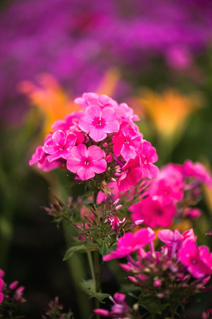 Phlox Wallpapers