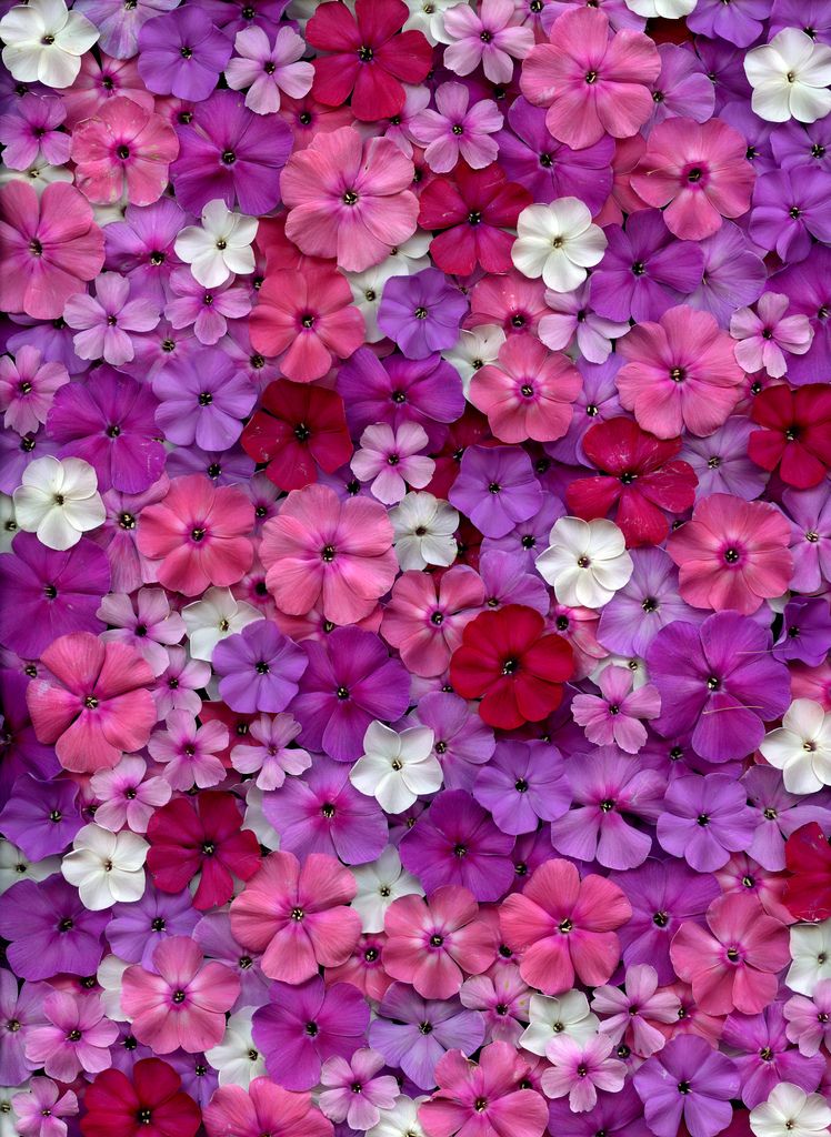 Phlox Wallpapers