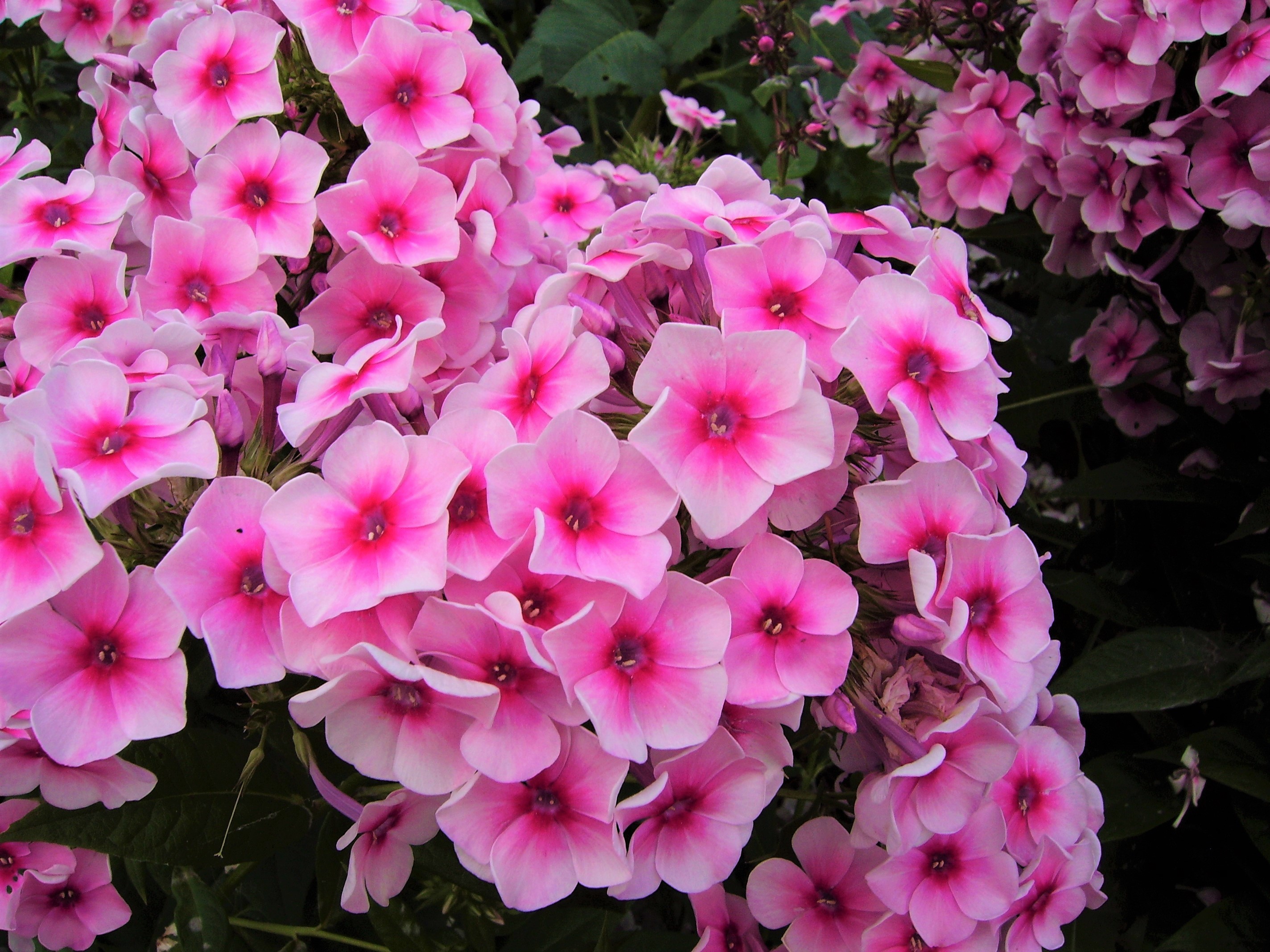 Phlox Wallpapers