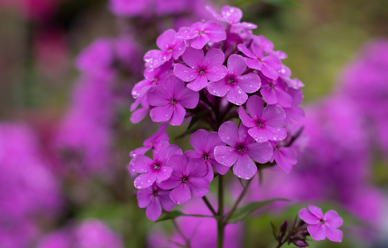 Phlox Wallpapers