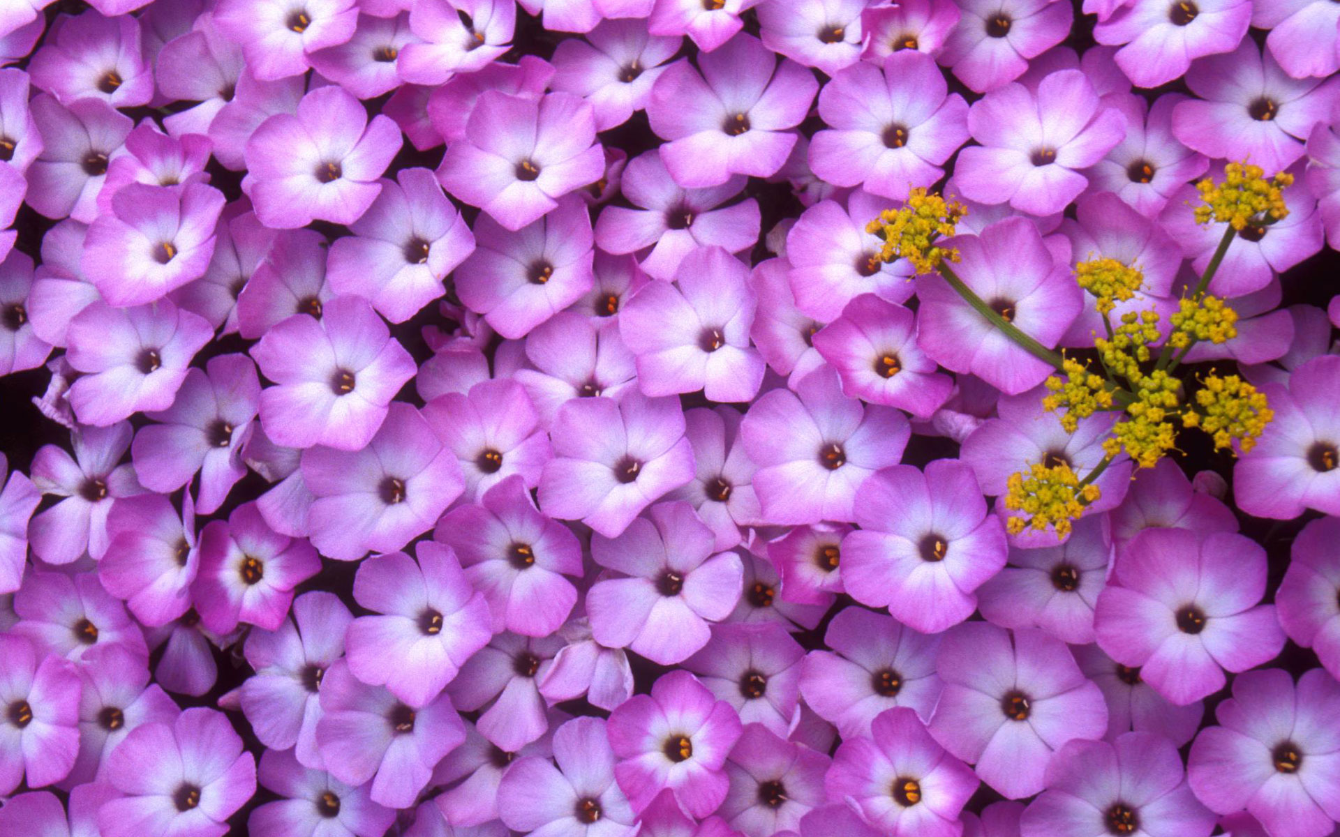 Phlox Wallpapers