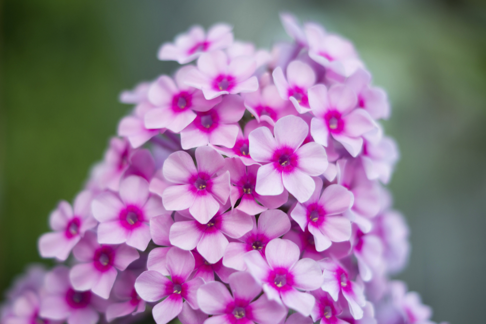 Phlox Wallpapers