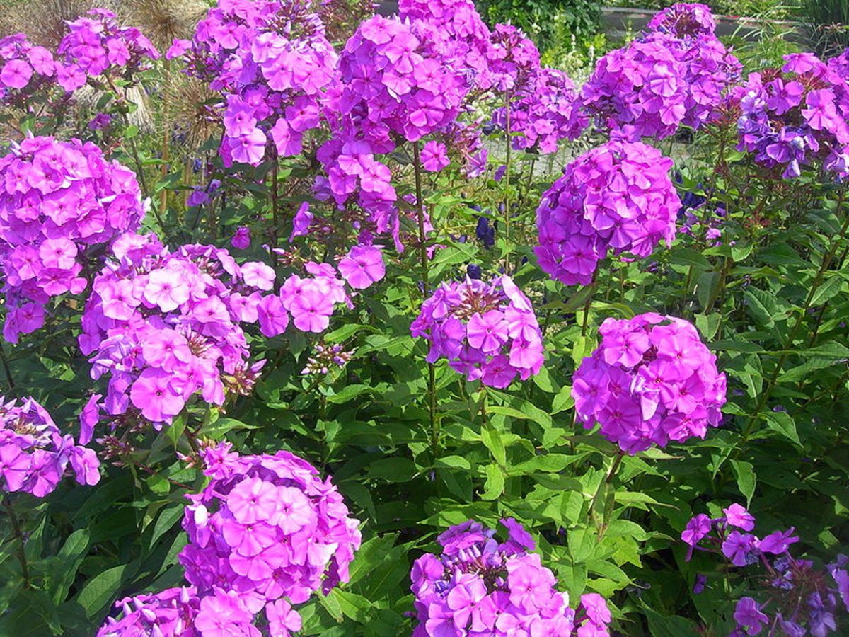 Phlox Wallpapers