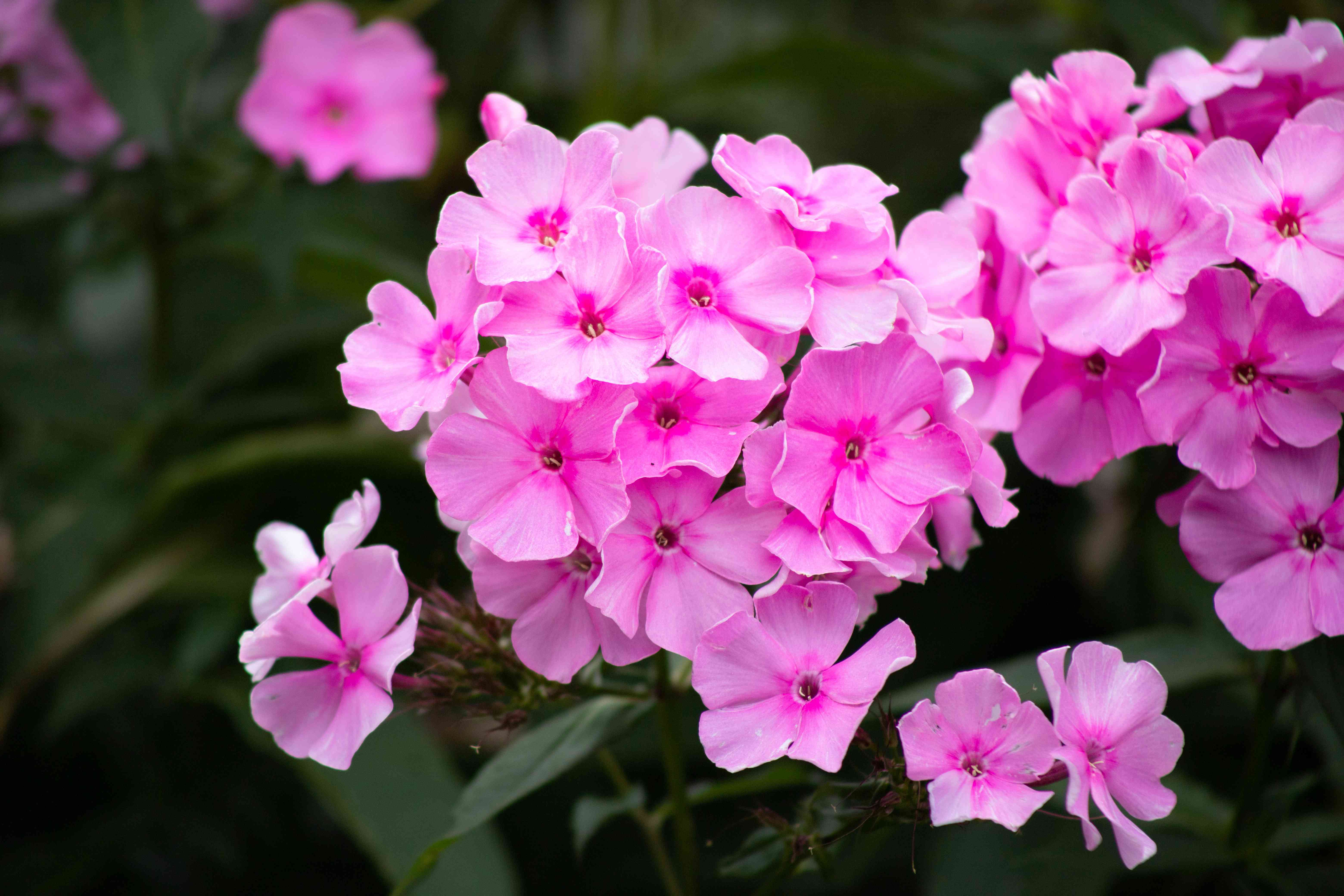 Phlox Wallpapers