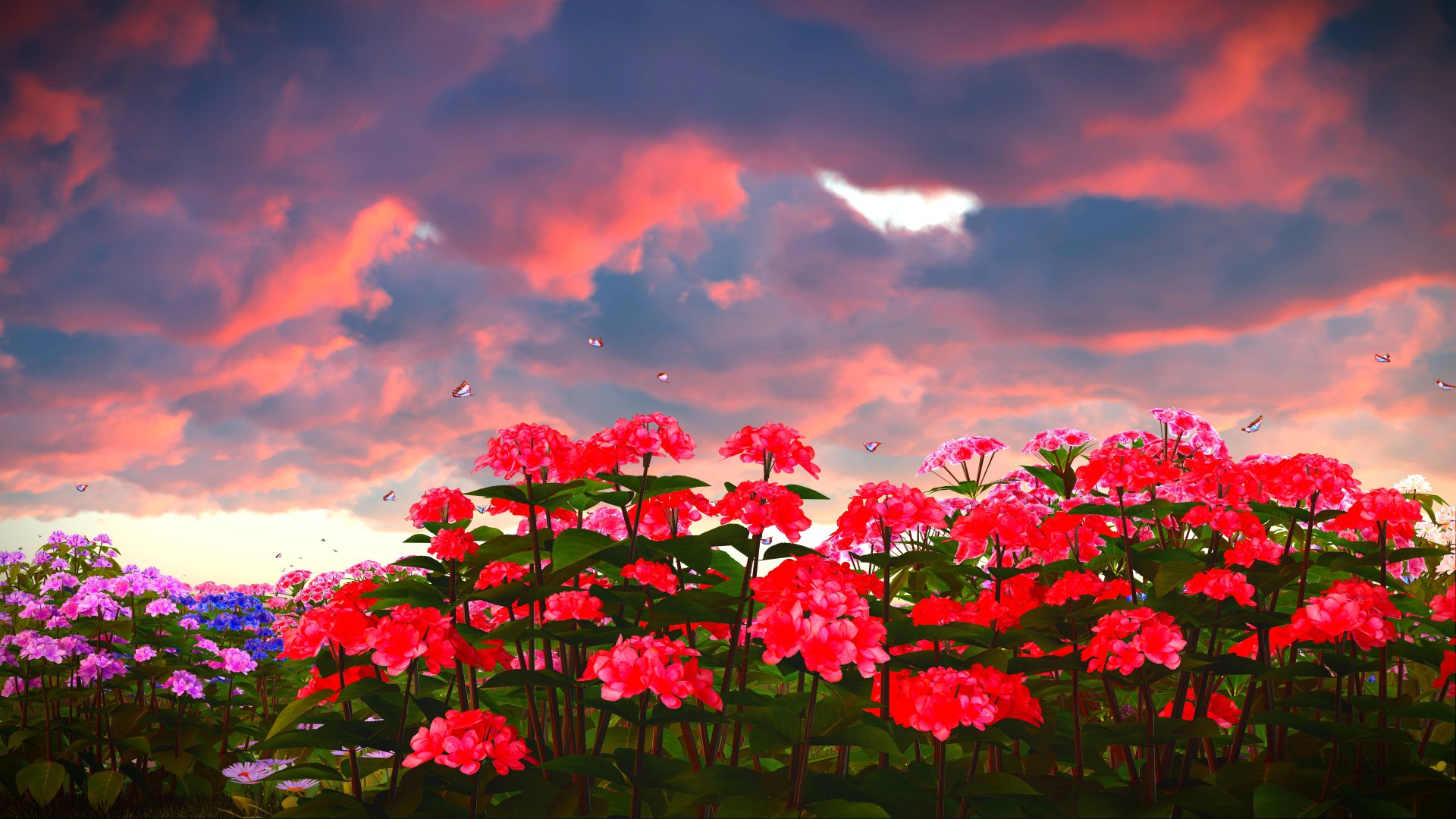 Phlox Wallpapers