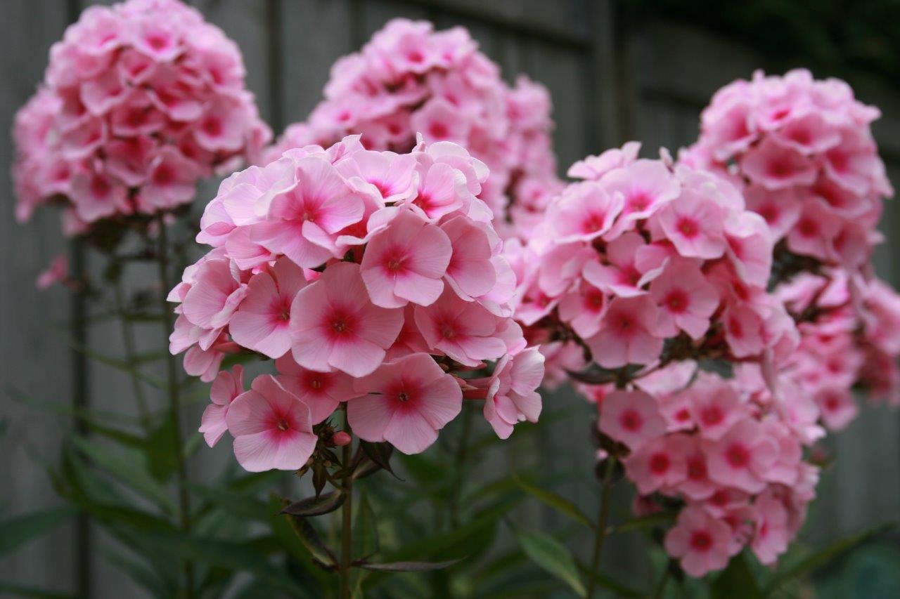 Phlox Wallpapers