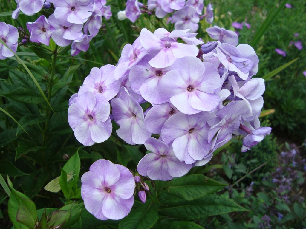 Phlox Wallpapers