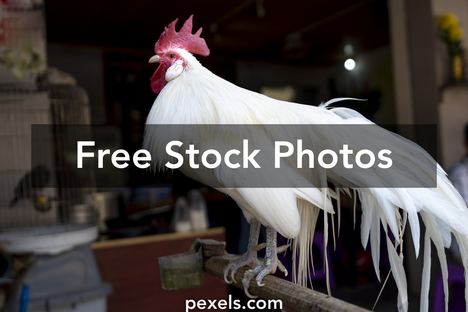 Phoenix Bird Images Free Download Wallpapers