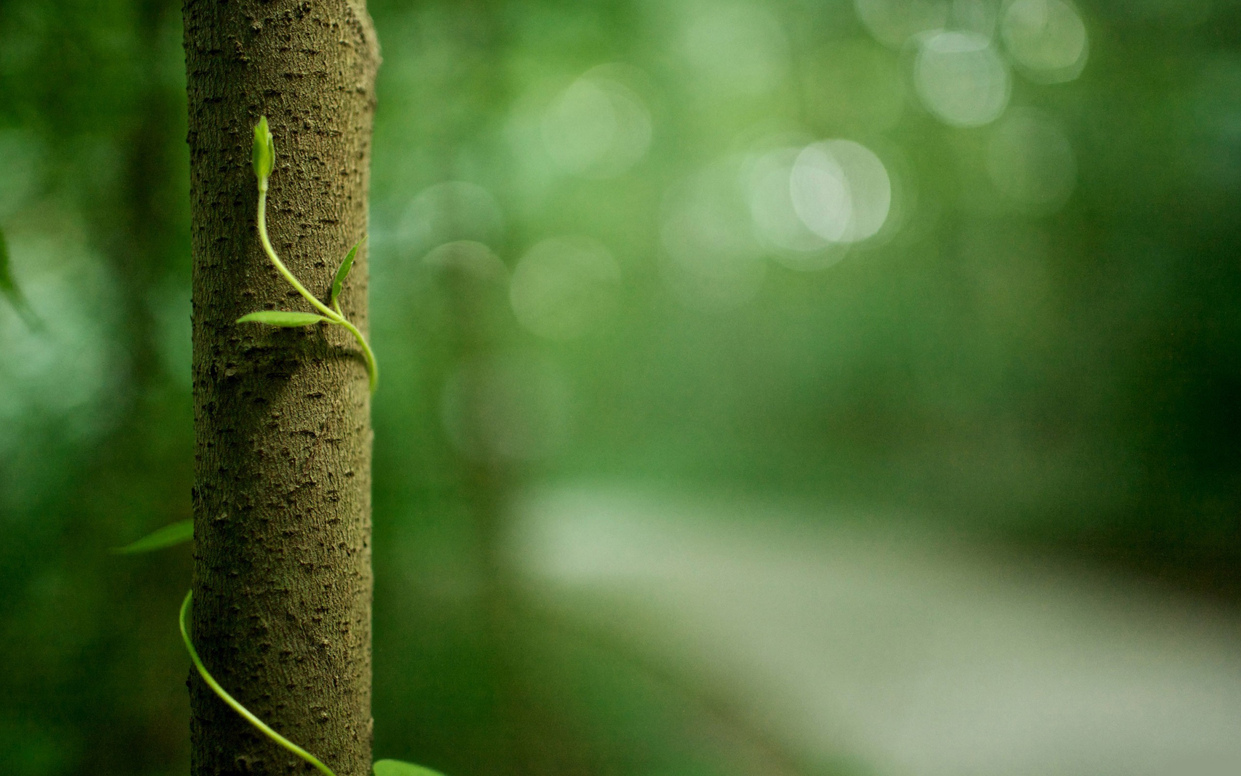 Photography Nature Background