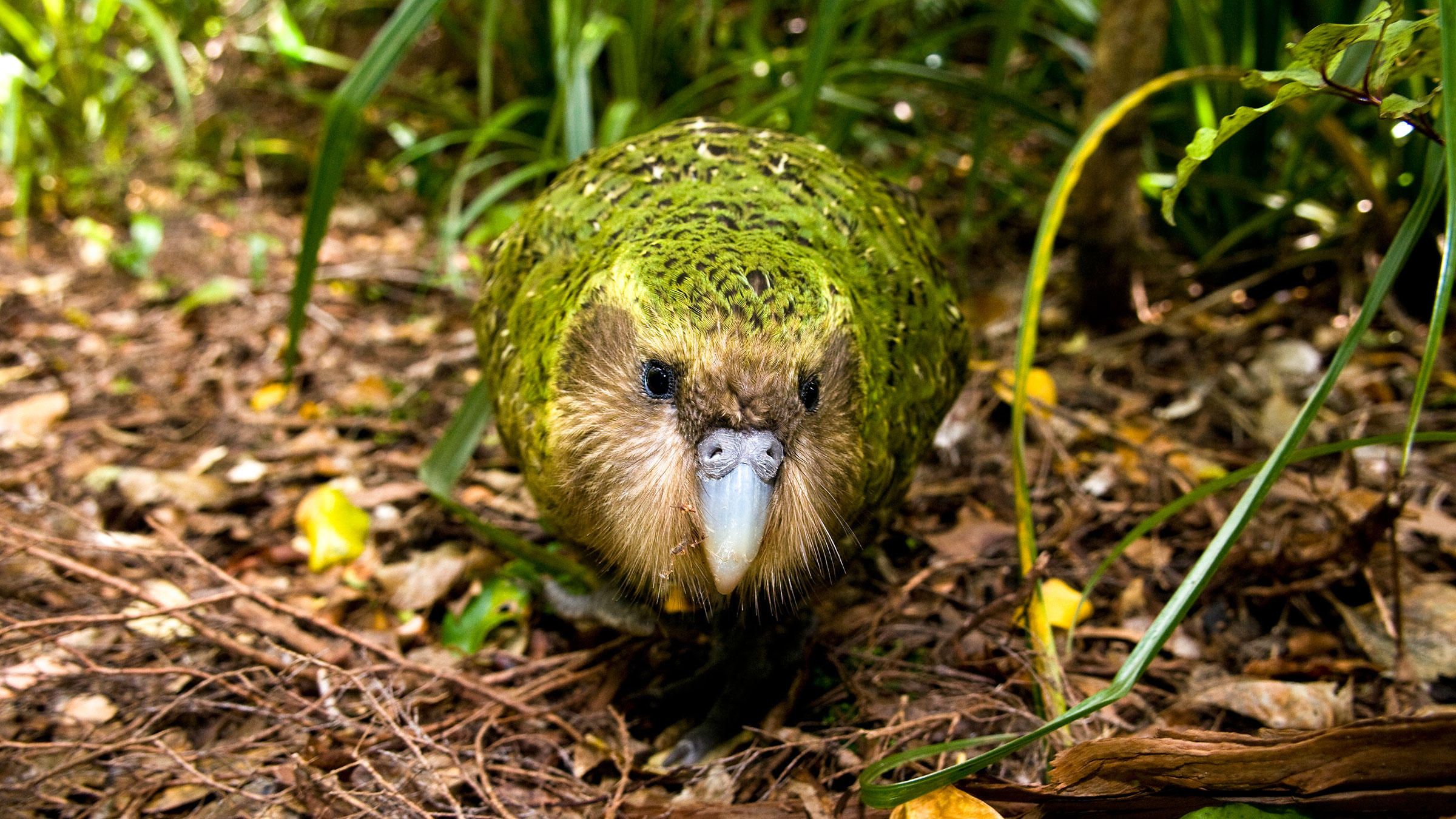 Pic Of Kakapo Wallpapers