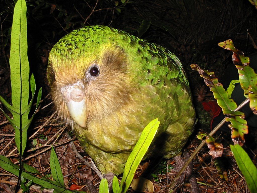 Pic Of Kakapo Wallpapers