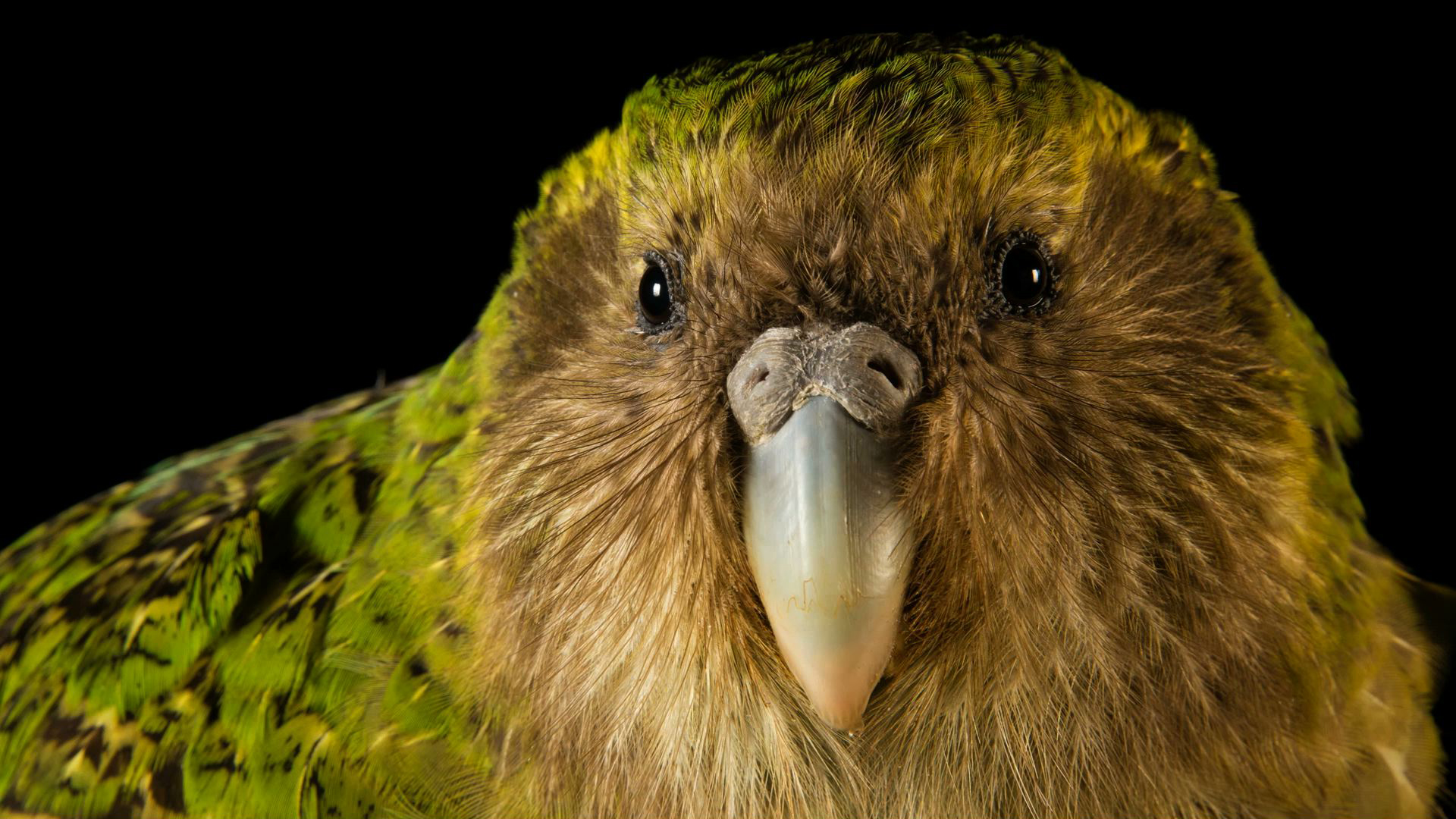 Pic Of Kakapo Wallpapers