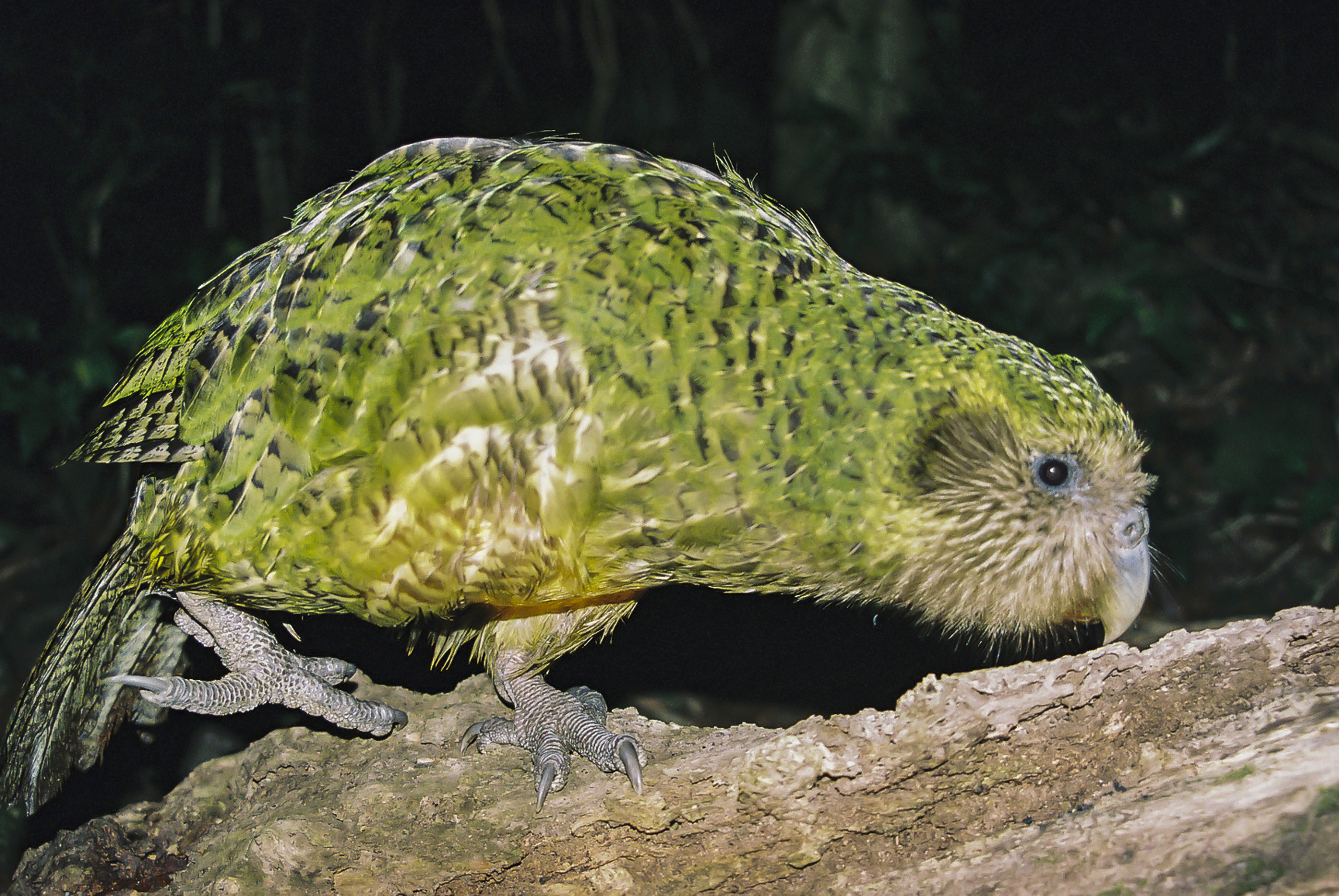 Pic Of Kakapo Wallpapers