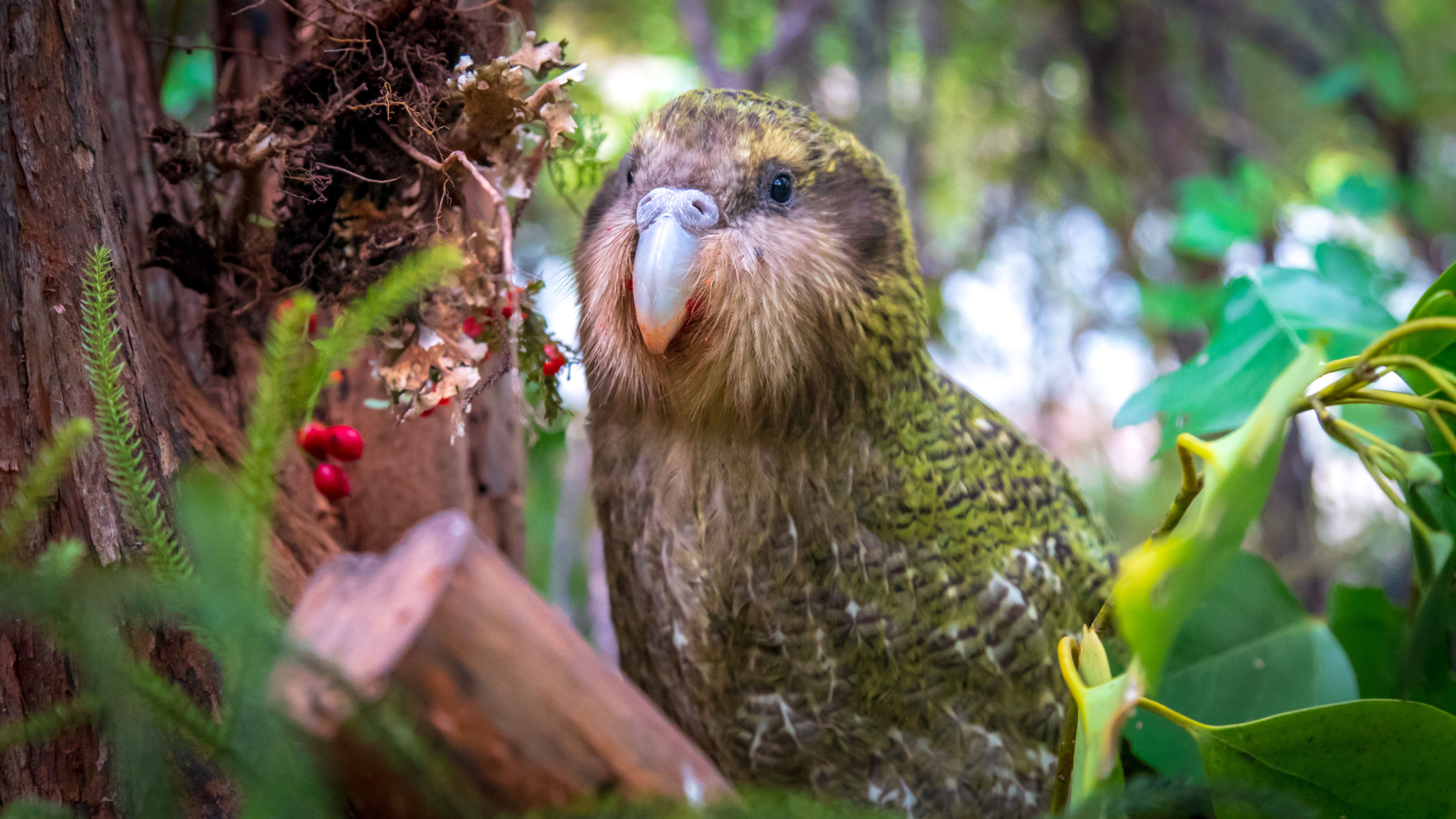 Pic Of Kakapo Wallpapers