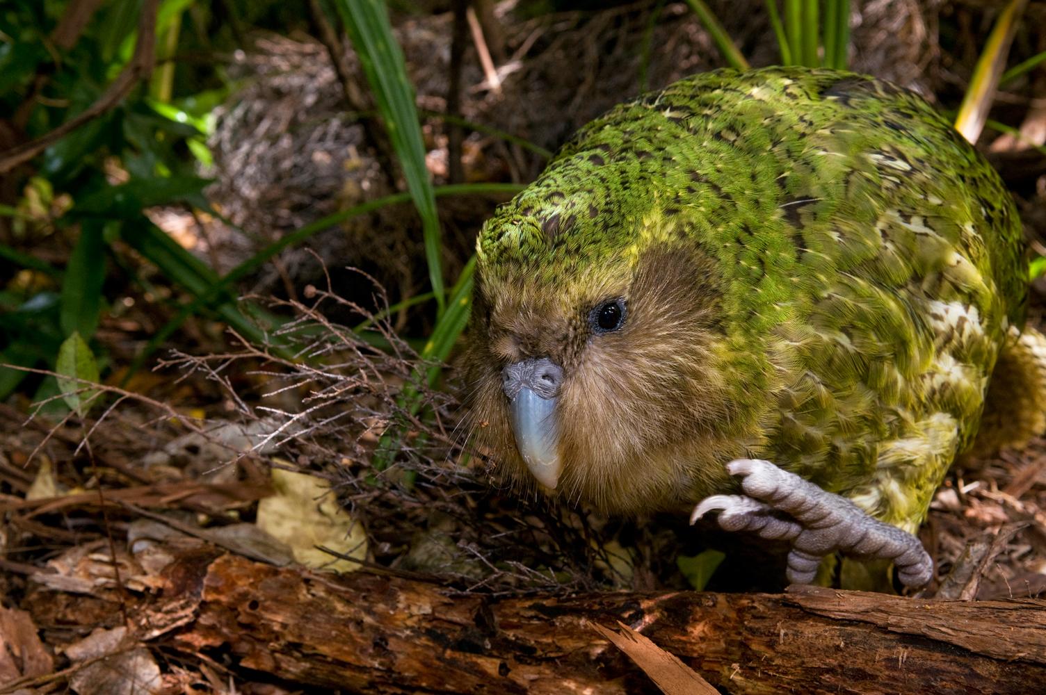 Pic Of Kakapo Wallpapers